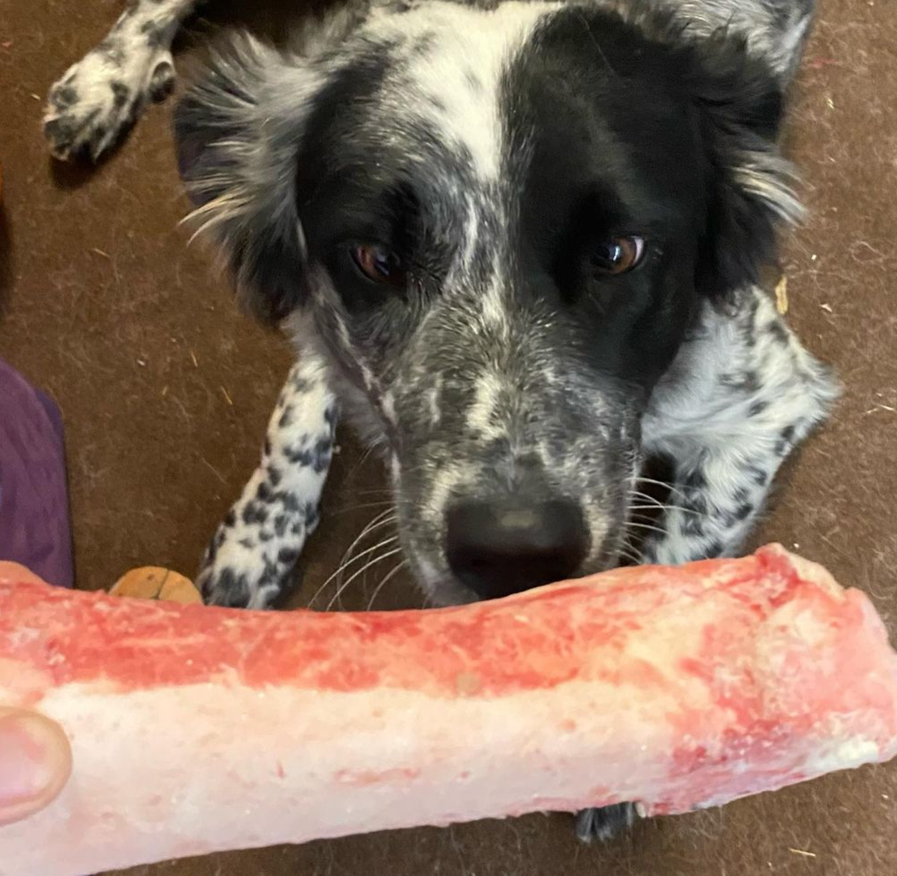 A black and white dog is eating a large piece of meat