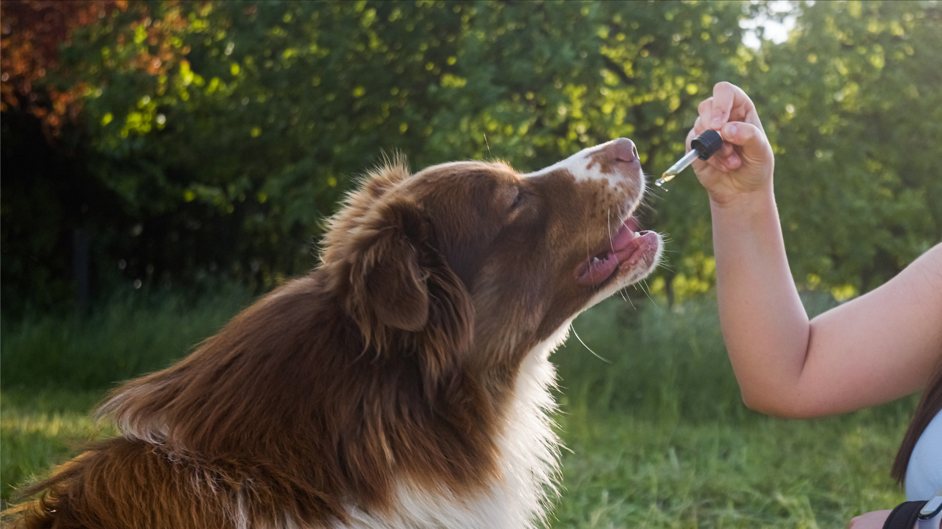 A person is feeding a dog with a pipette