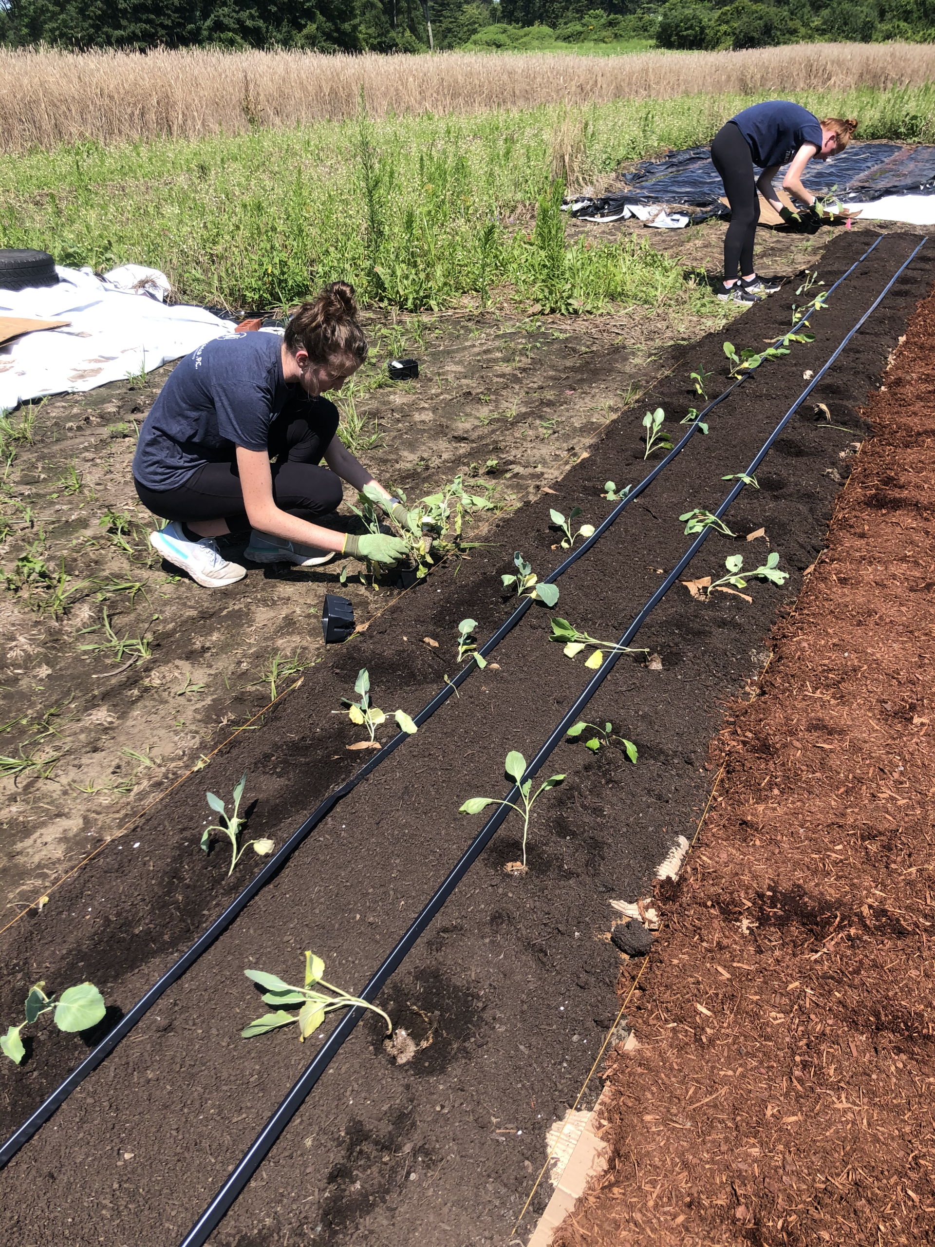 MBK Assists The Food Bank of Western Mass