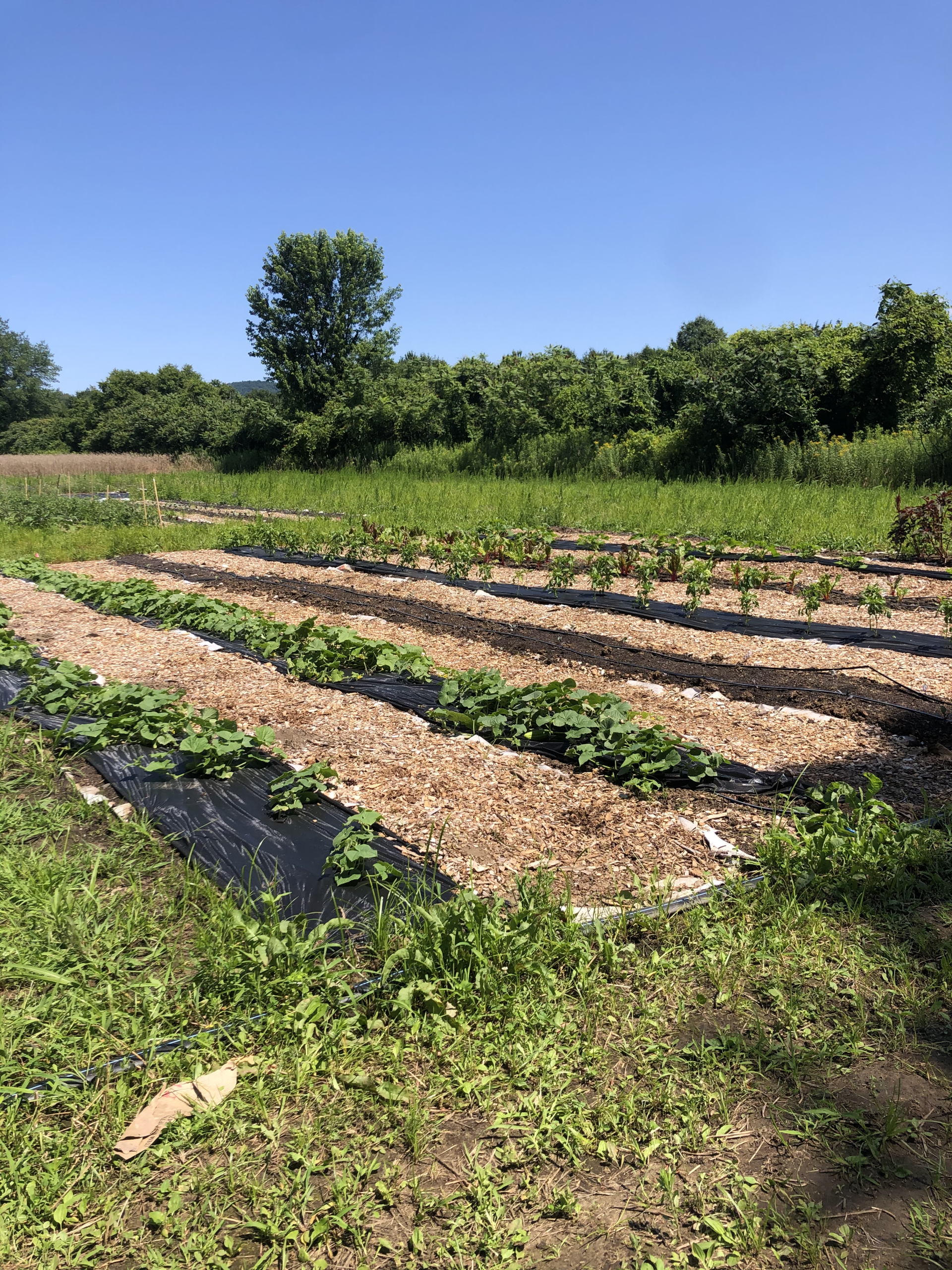 MBK Assists The Food Bank of Western Mass