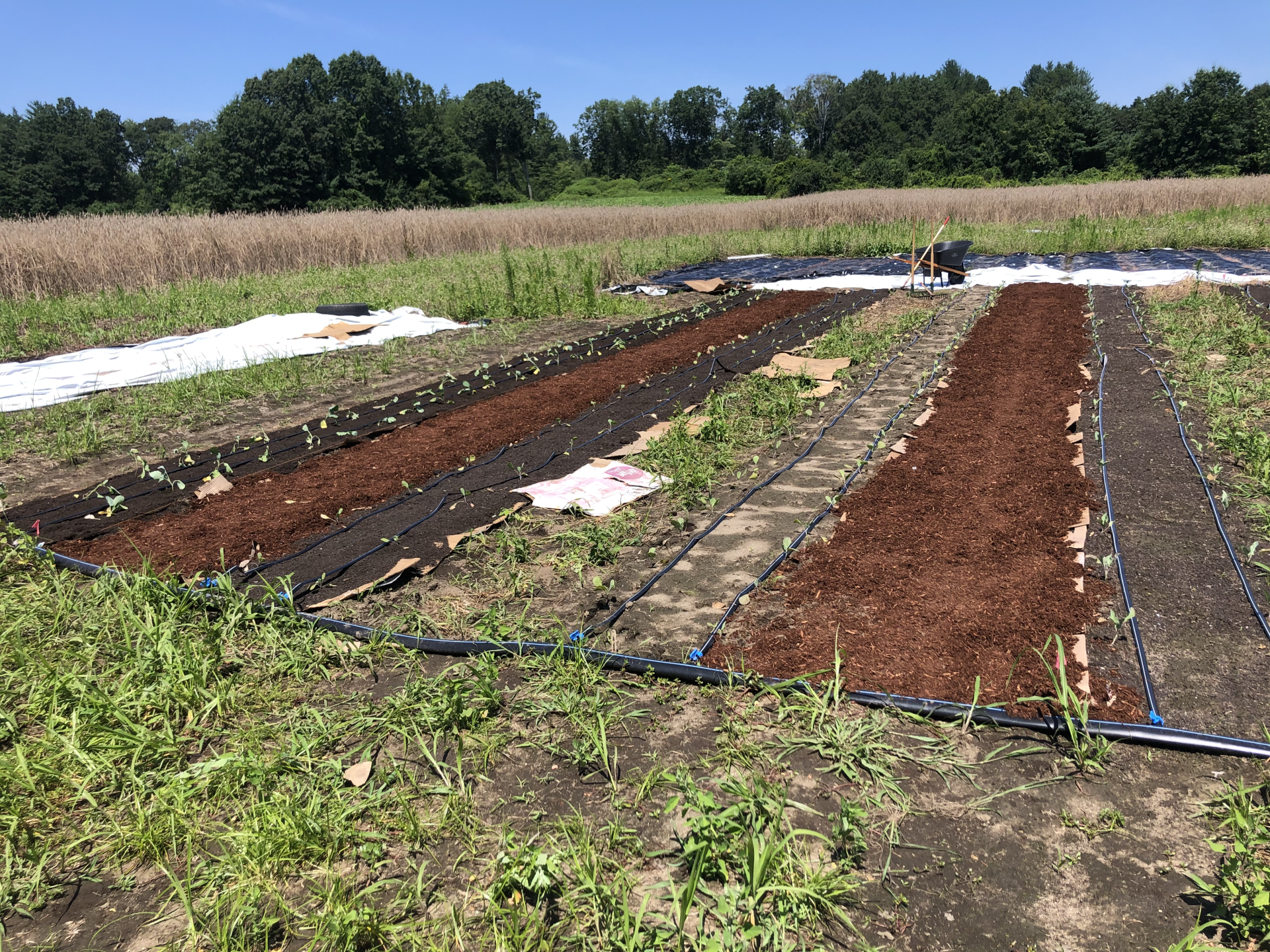 MBK Assists The Food Bank of Western Mass