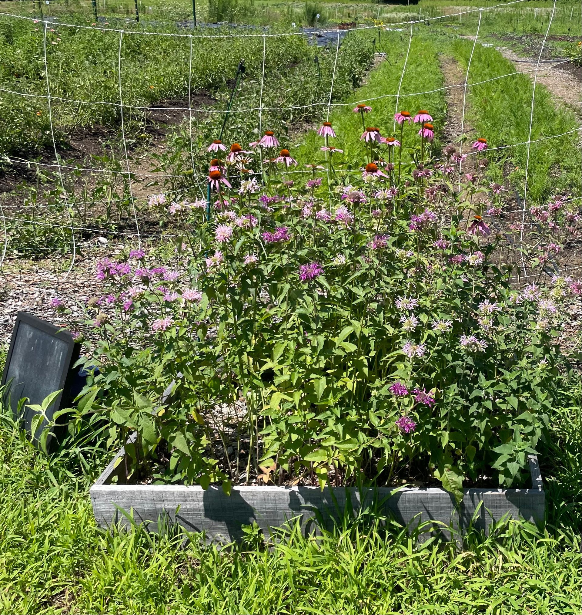 Nourishing the Community: MBK Works Together for Enrichment and Growth