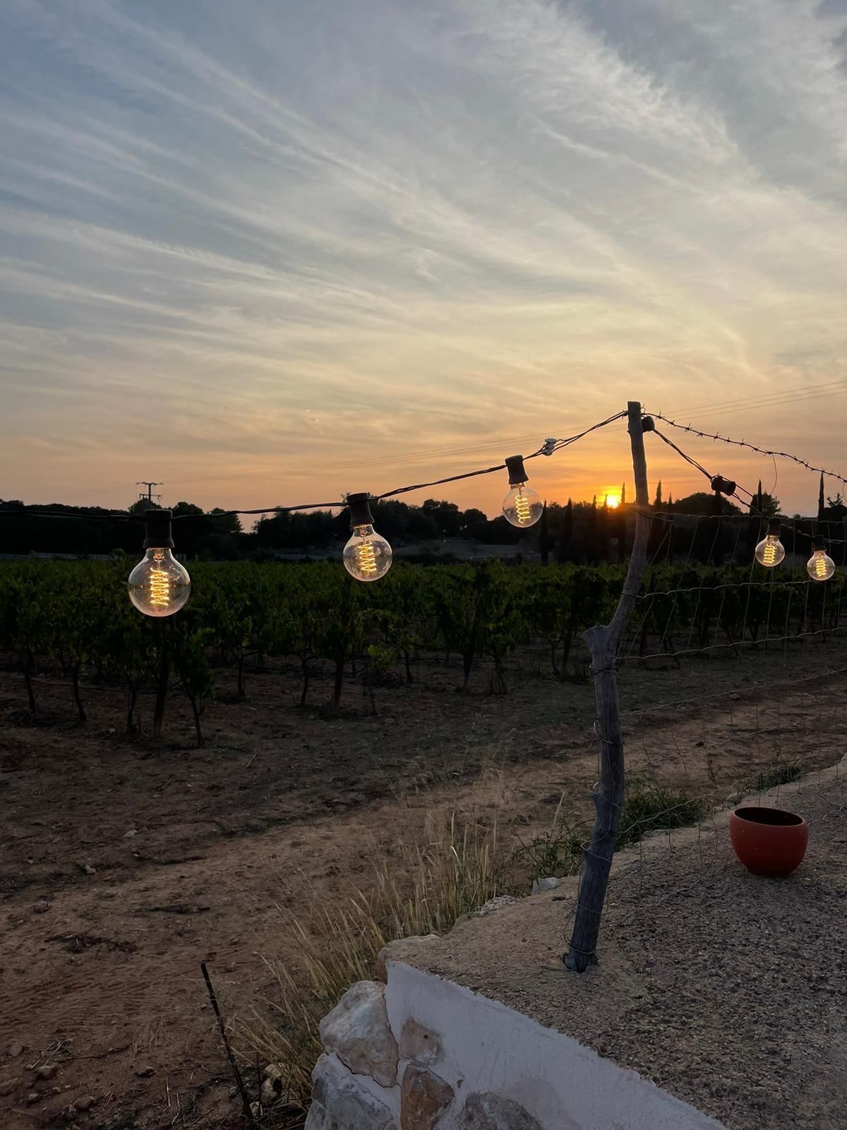 Puesta de sol sobre el viñedo