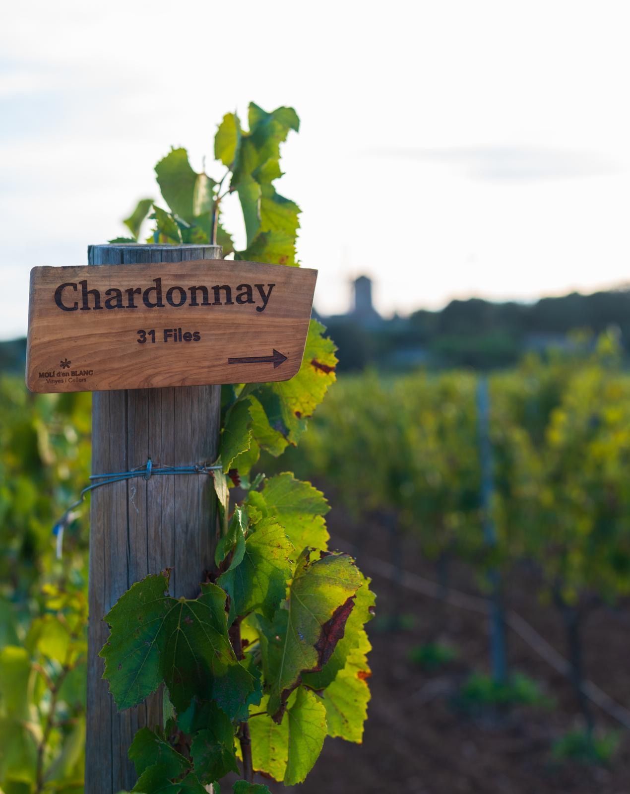 nuestra uva Chardonnay.