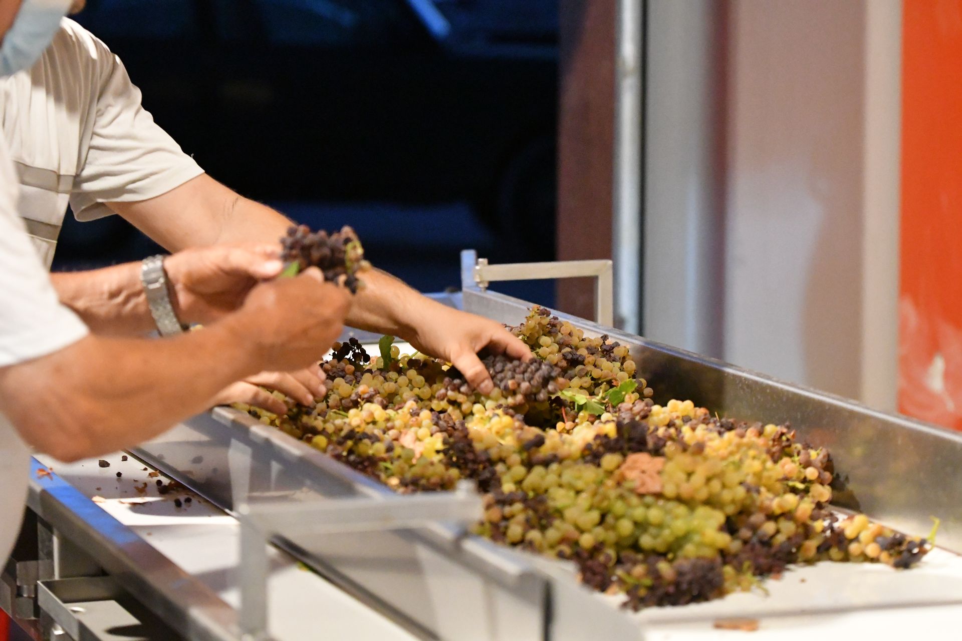 clasificando nuestras uvas en la bodega.