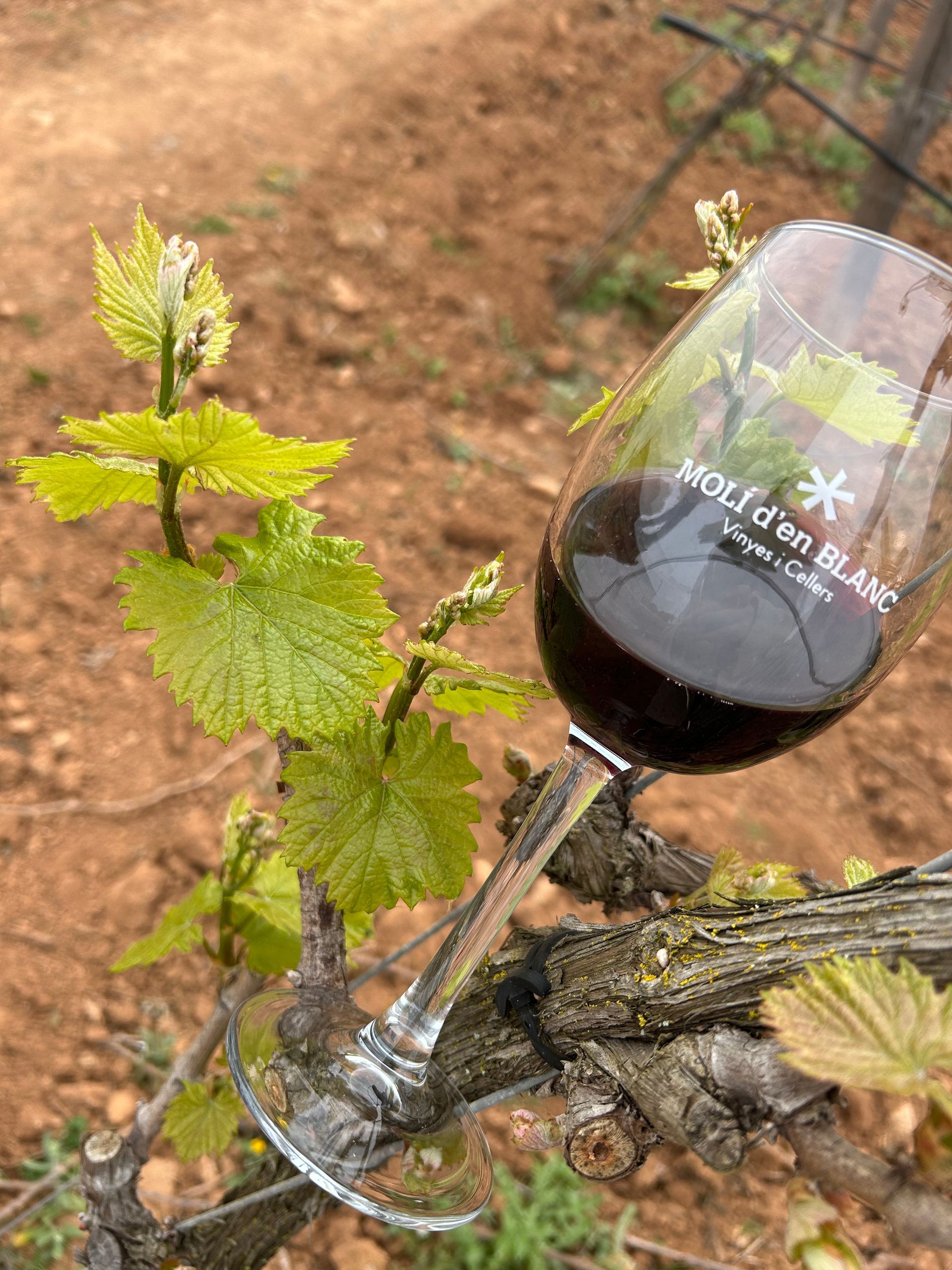 Una copa de vino tinto Vi6