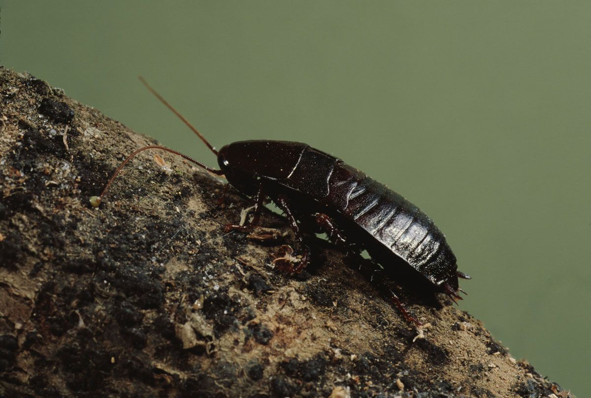 A cockroach is crawling on a rock.