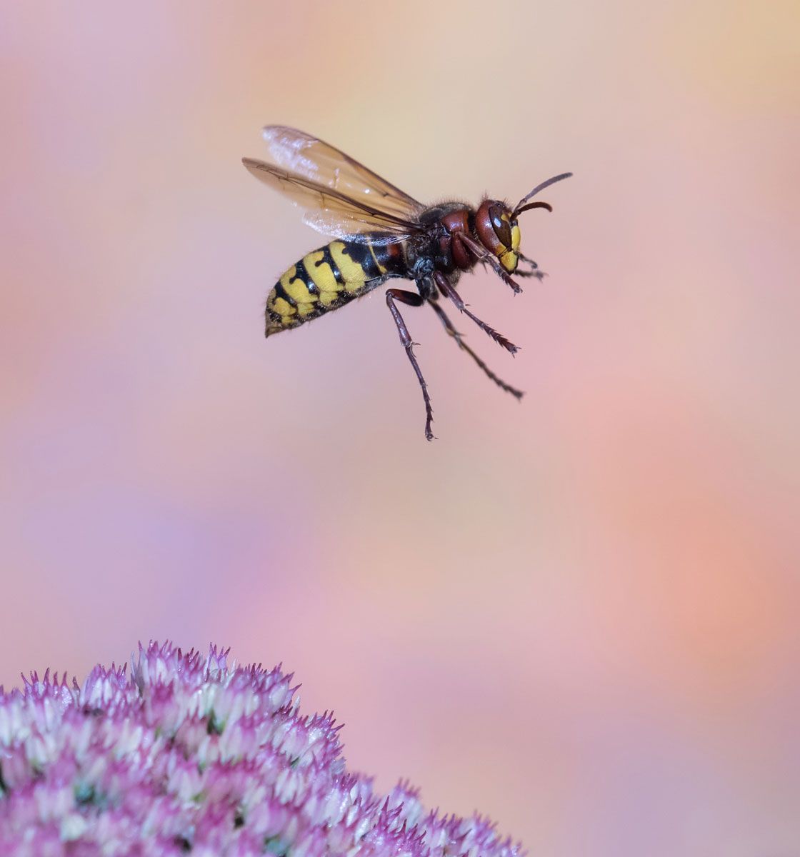 A wasp is flying over a pink flower