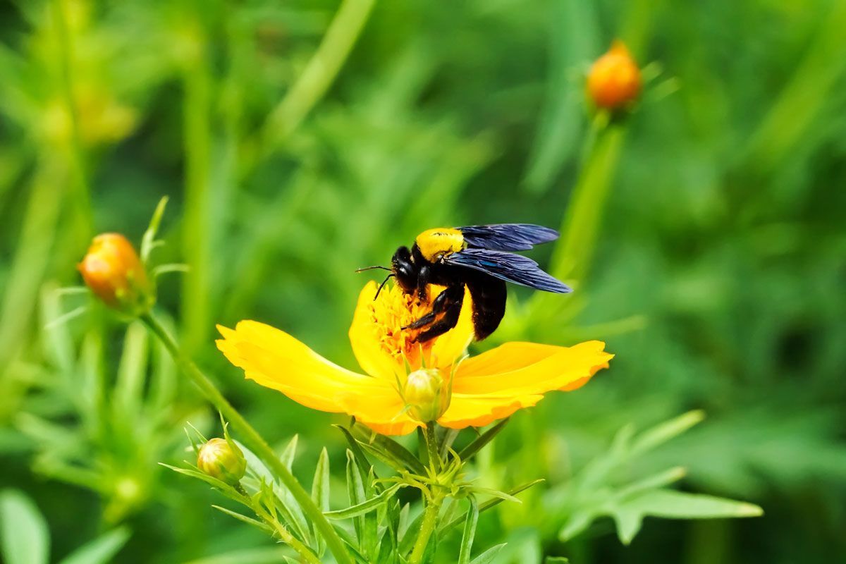 A black bee is sitting on a yellow flower.