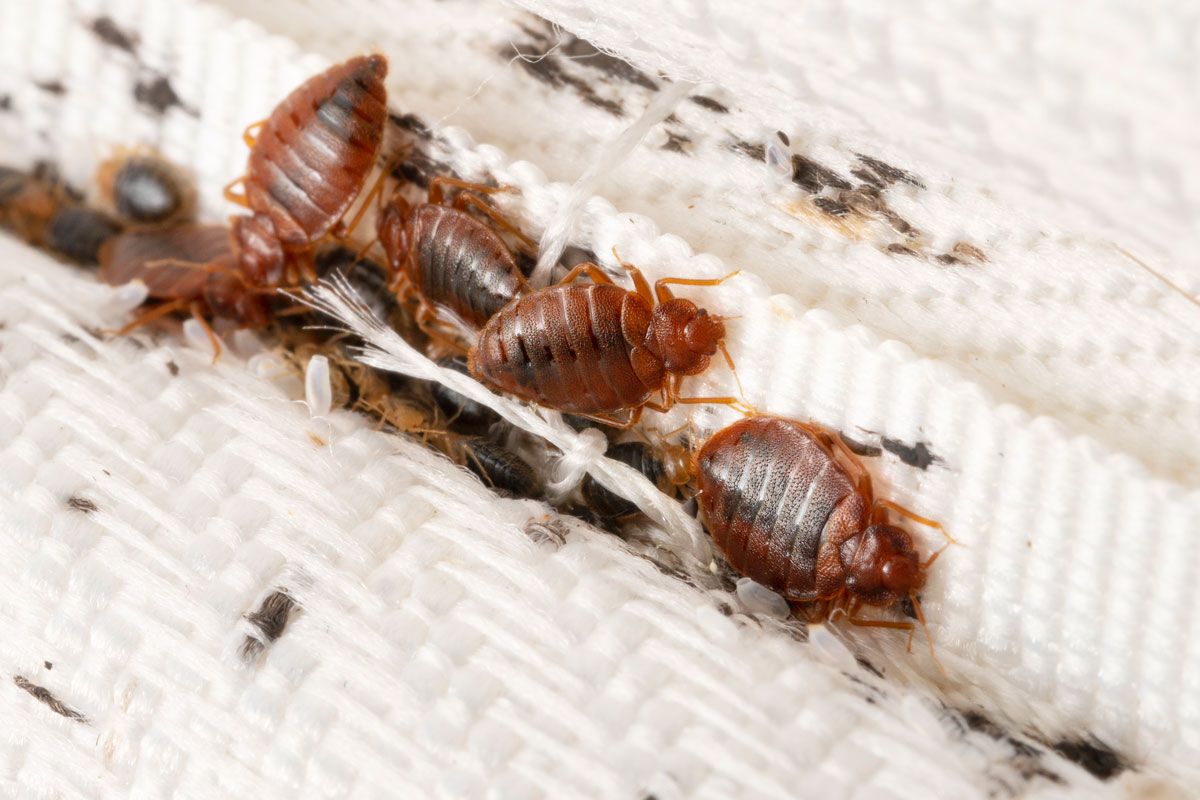 Bed bugs are crawling on a white blanket.