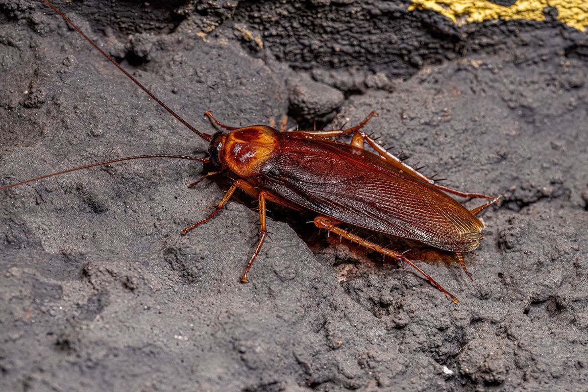 A cockroach is crawling on a concrete surface.