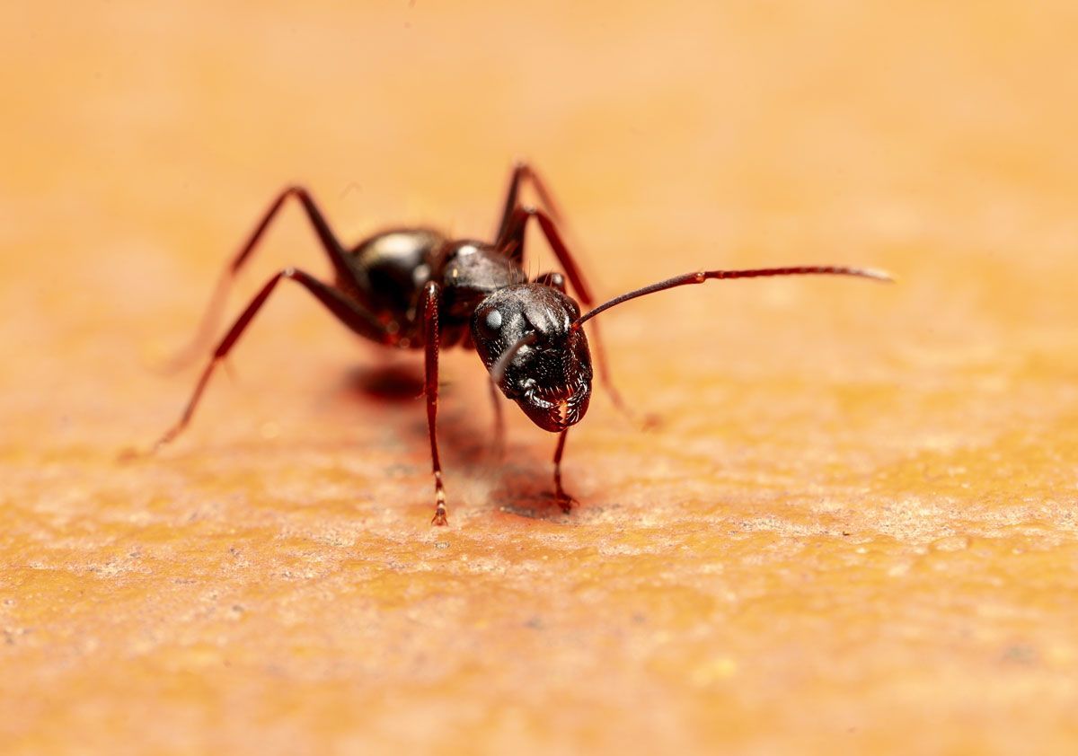 A black ant is crawling on a piece of paper.