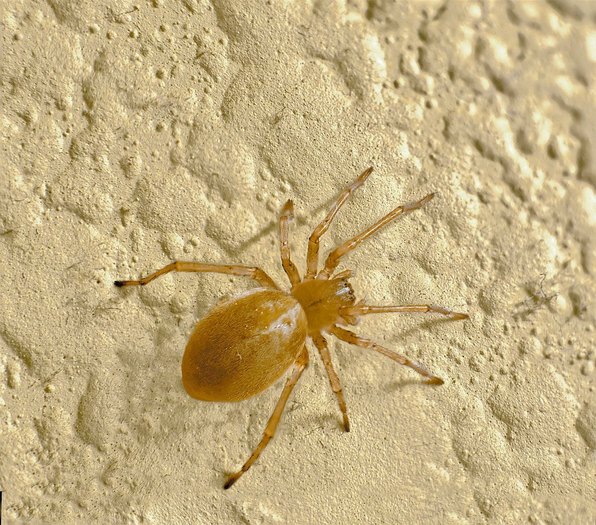 A small yellow spider is sitting on a wall.