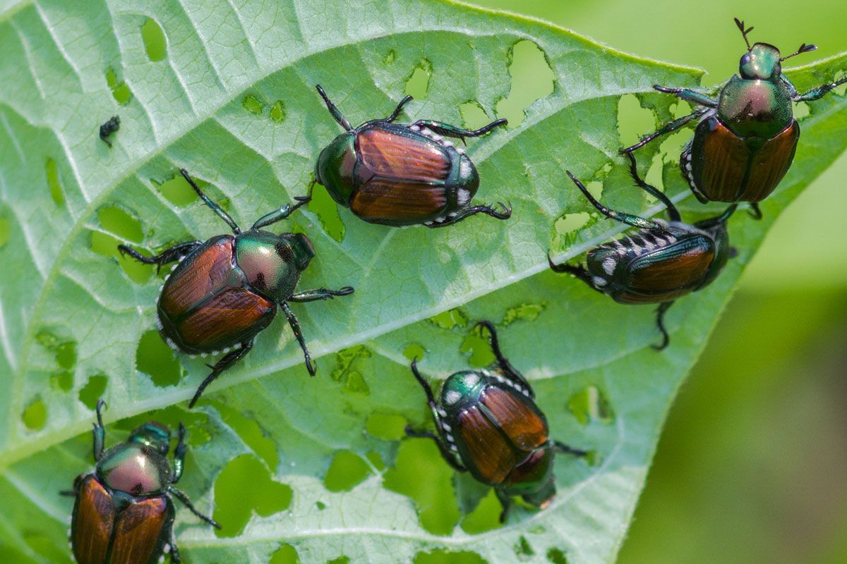 A group of beetles are sitting on top of a green leaf.