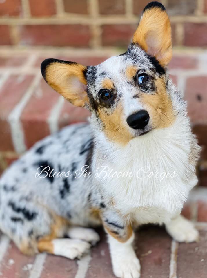 A small brown and white dog is sitting on a brick sidewalk.