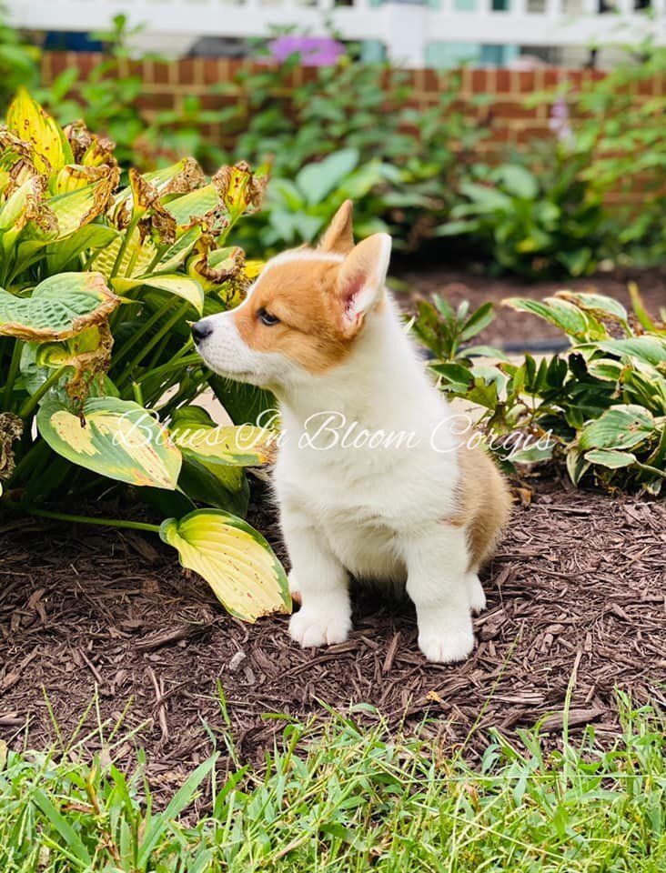 A brown and white corgi puppy is sitting in the grass next to a bush.
