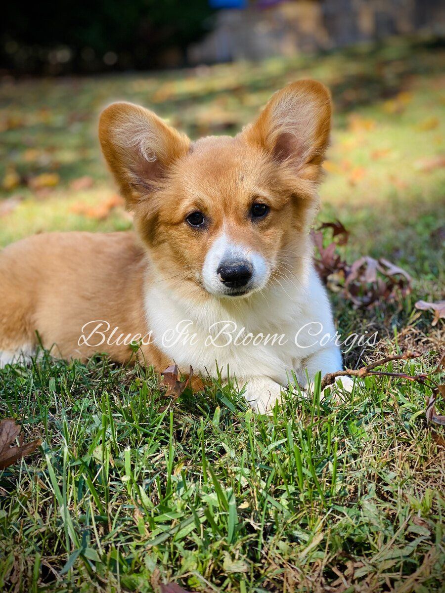 A brown and white corgi puppy is laying in the grass.