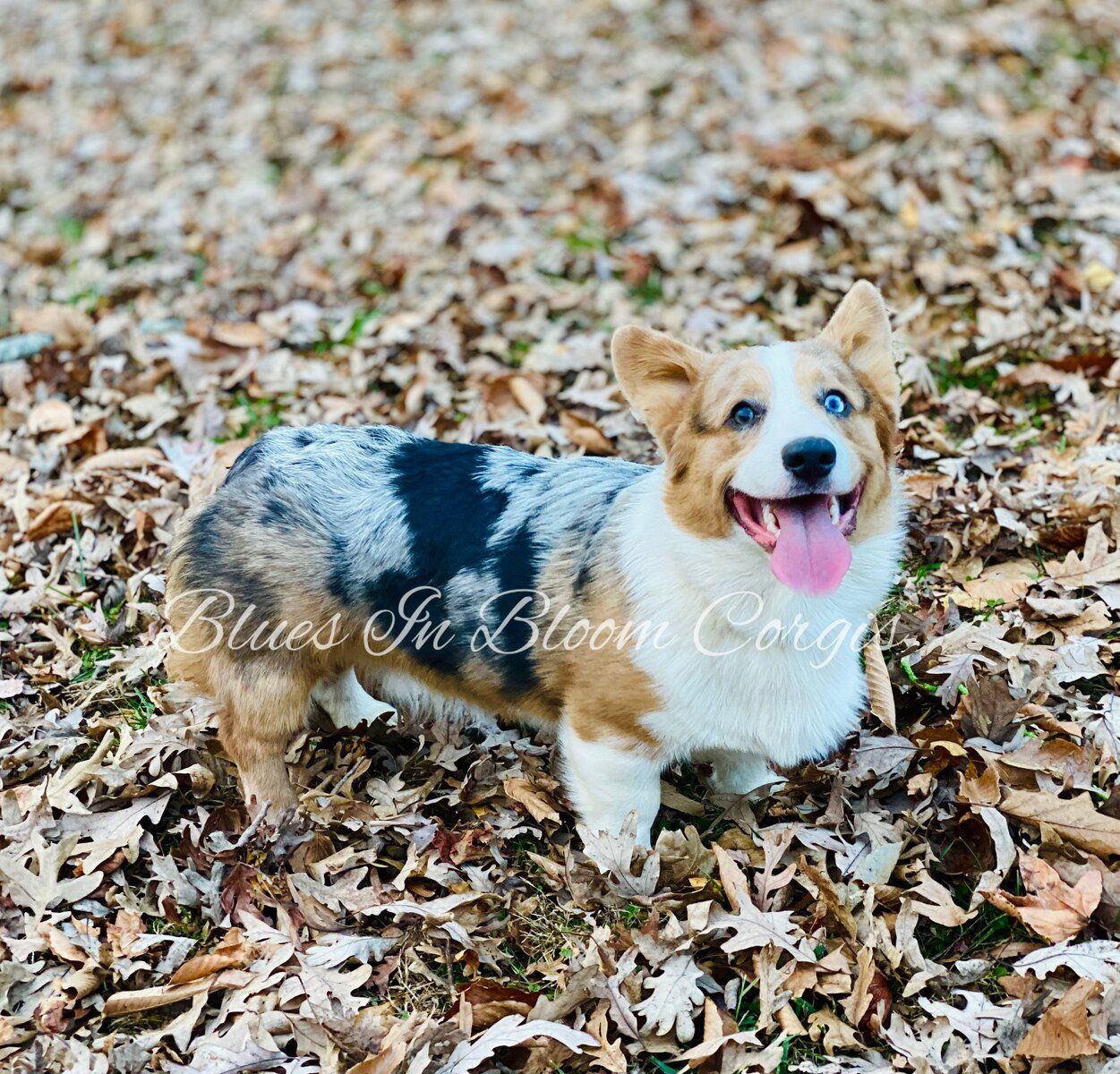 A brown and white dog is standing in a pile of leaves.