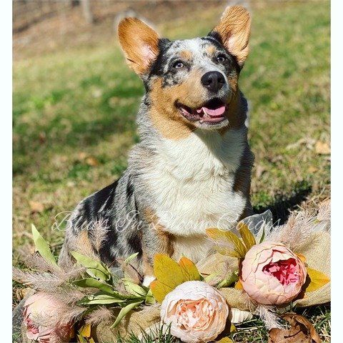 A dog is sitting in the grass next to flowers.