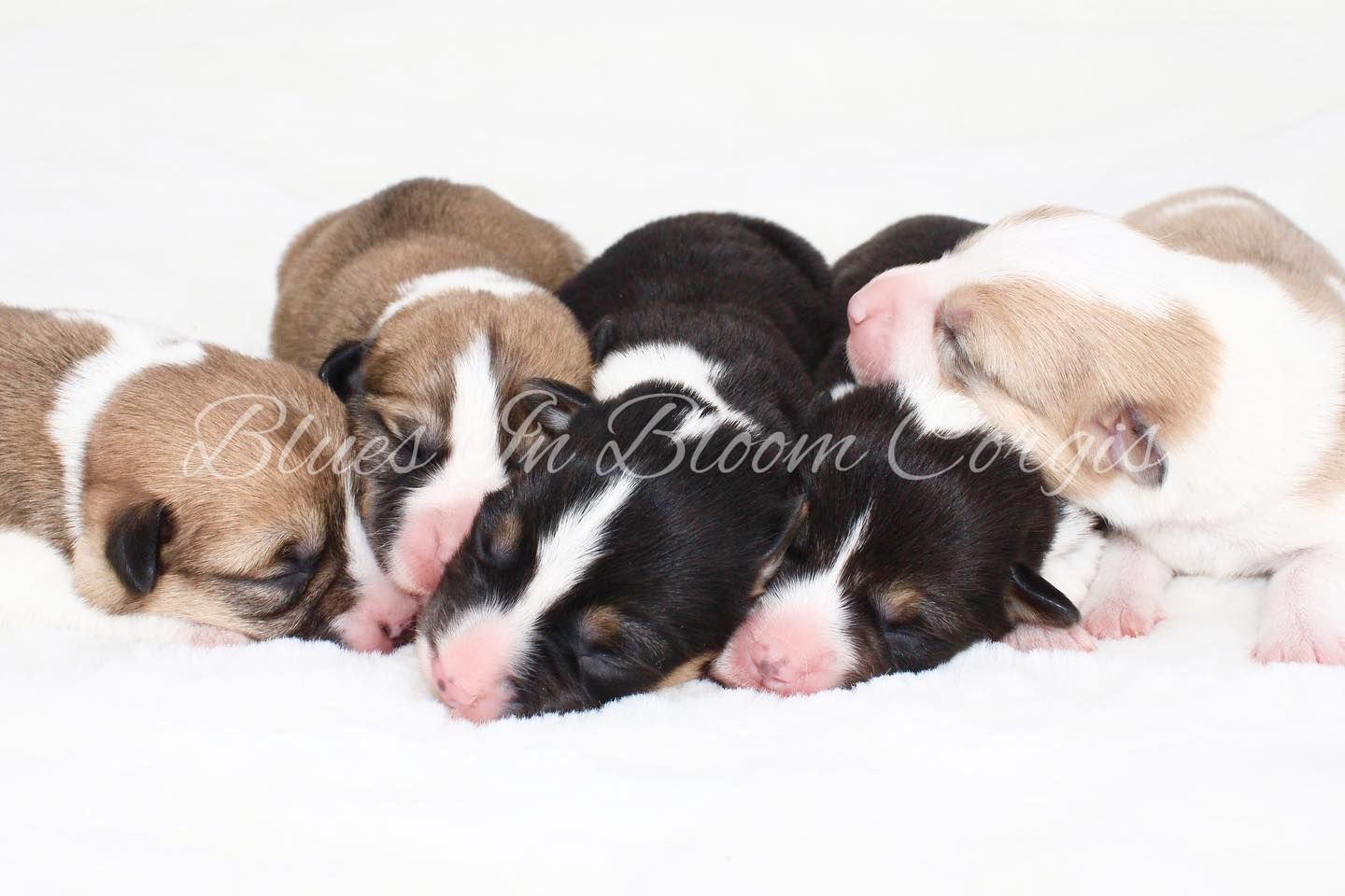A group of puppies are sleeping next to each other with the word bloom on the bottom