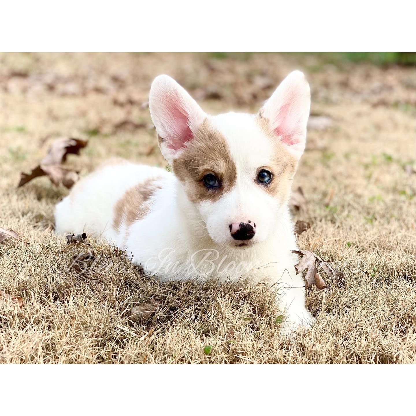 A white and brown puppy is laying in the grass and looking at the camera.