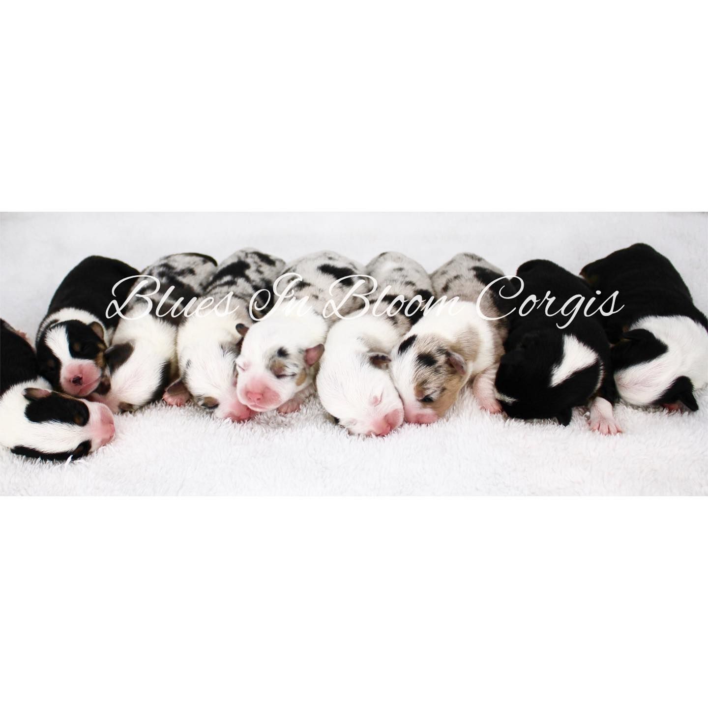 A group of black and white puppies are laying in a row