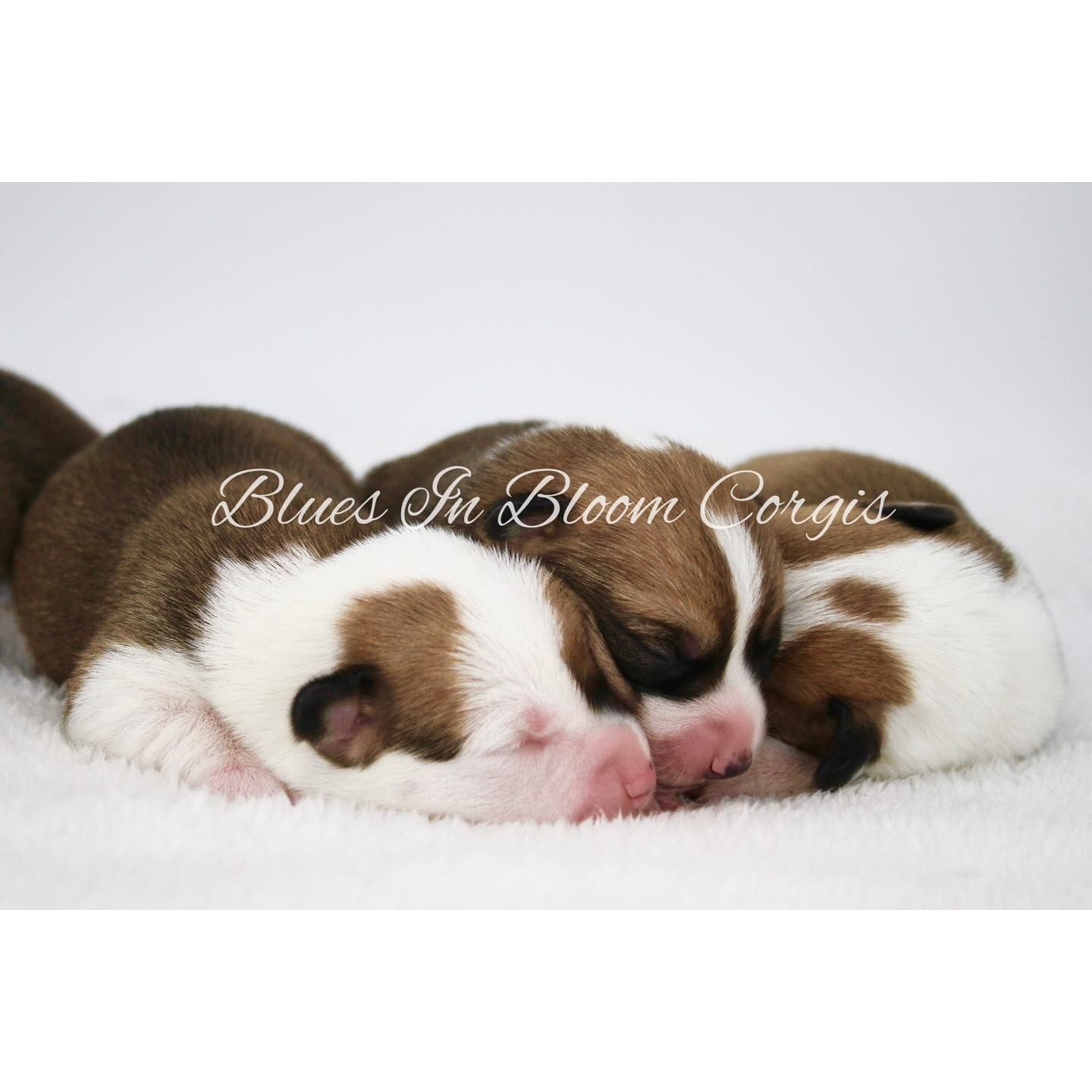 Three brown and white puppies are sleeping on a white blanket with the words blues in bloom corgis on the bottom
