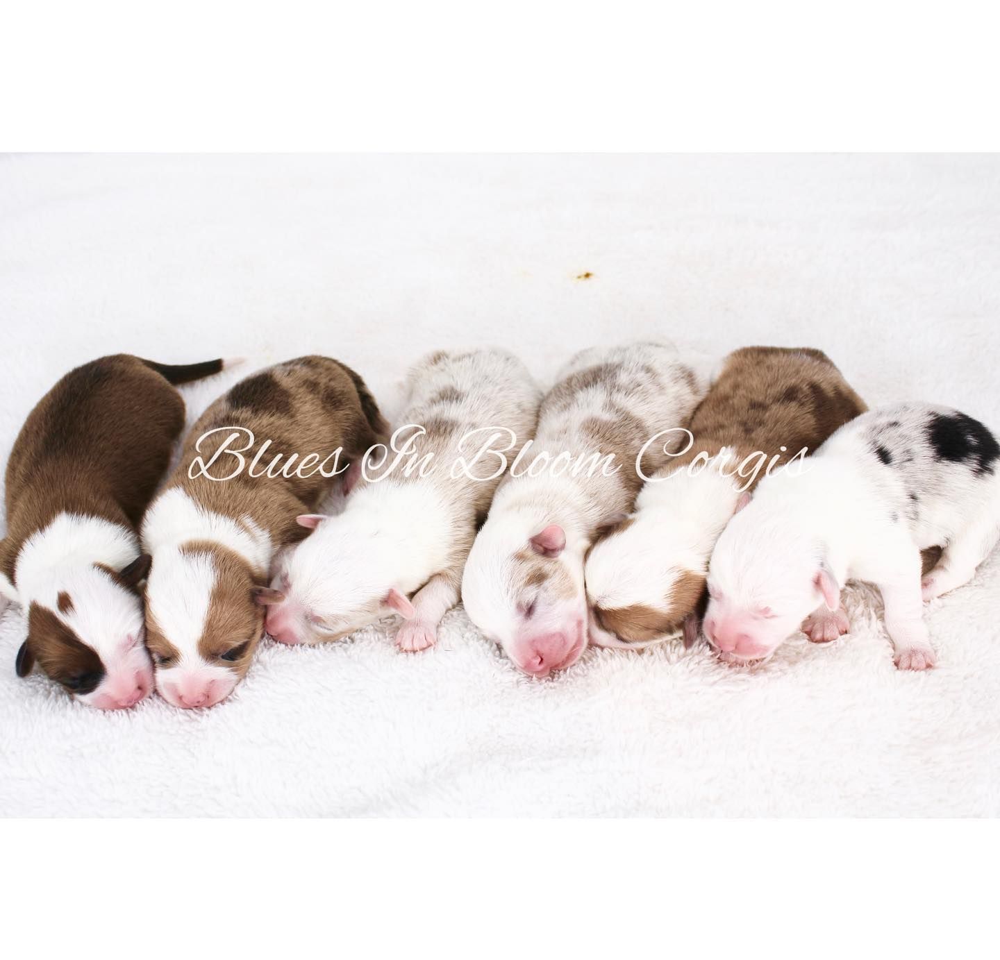 A group of brown and white puppies are laying in the snow
