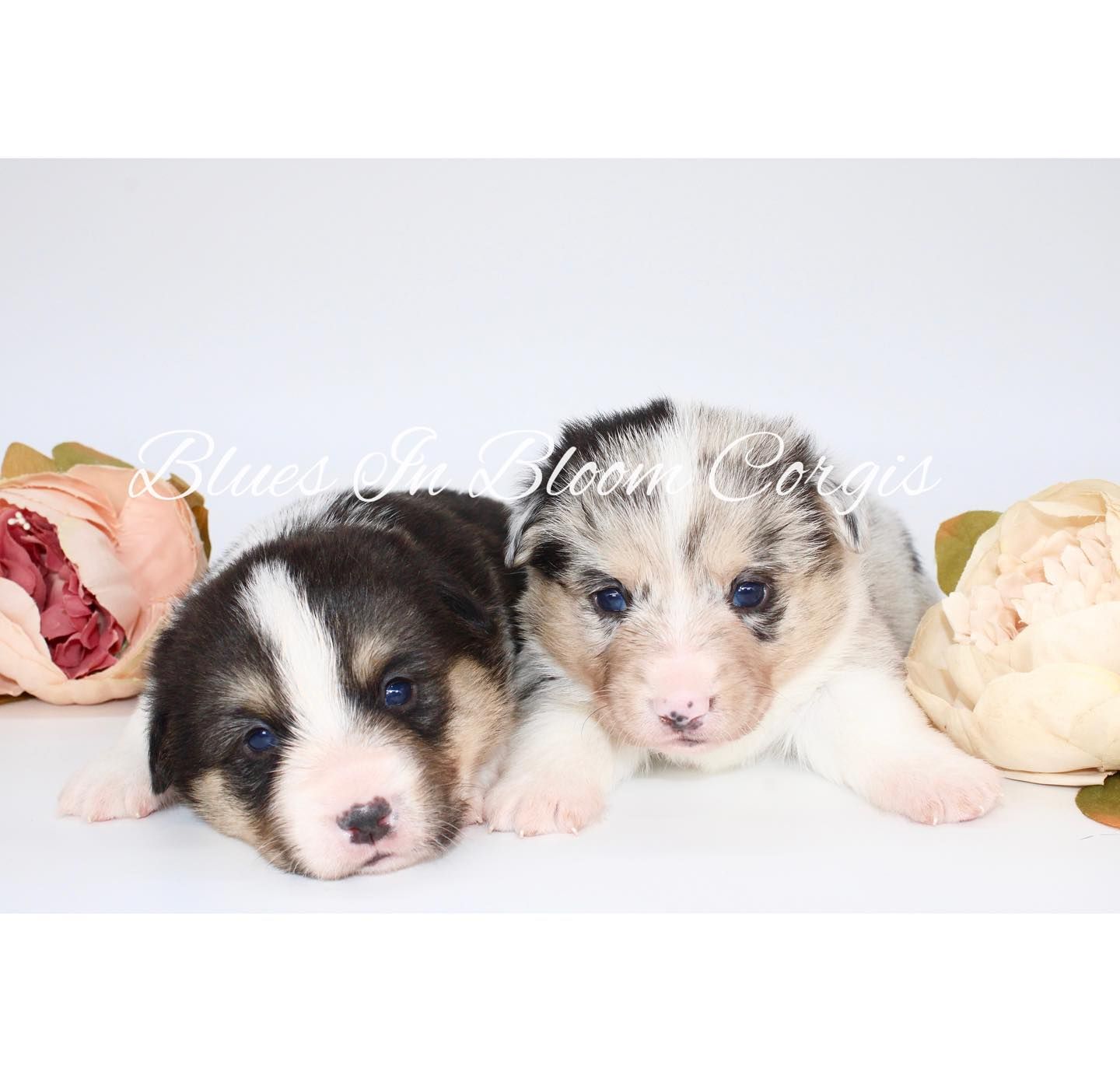 Two puppies are laying next to each other on a white surface.