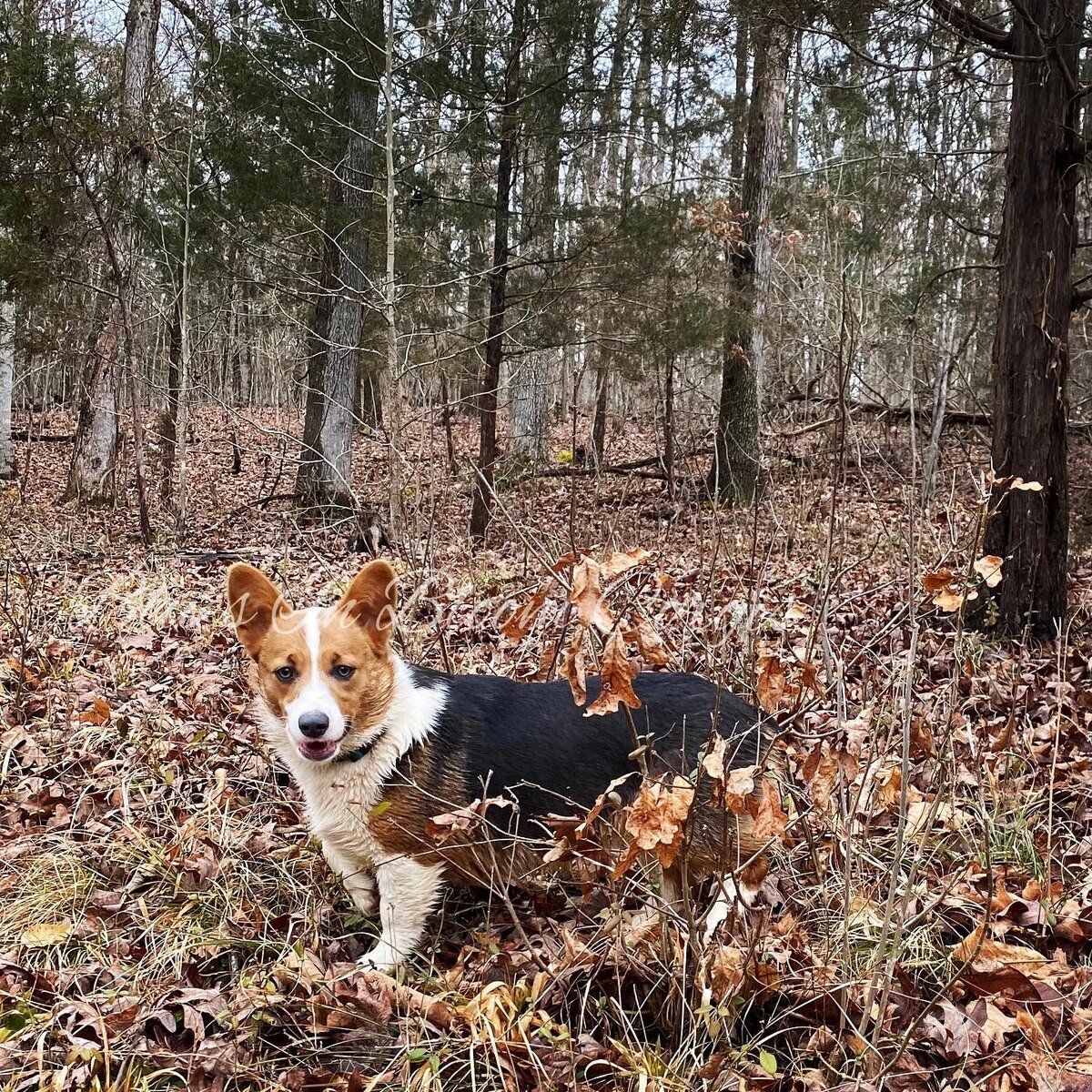 A brown and white dog is standing in a pile of leaves in the woods.