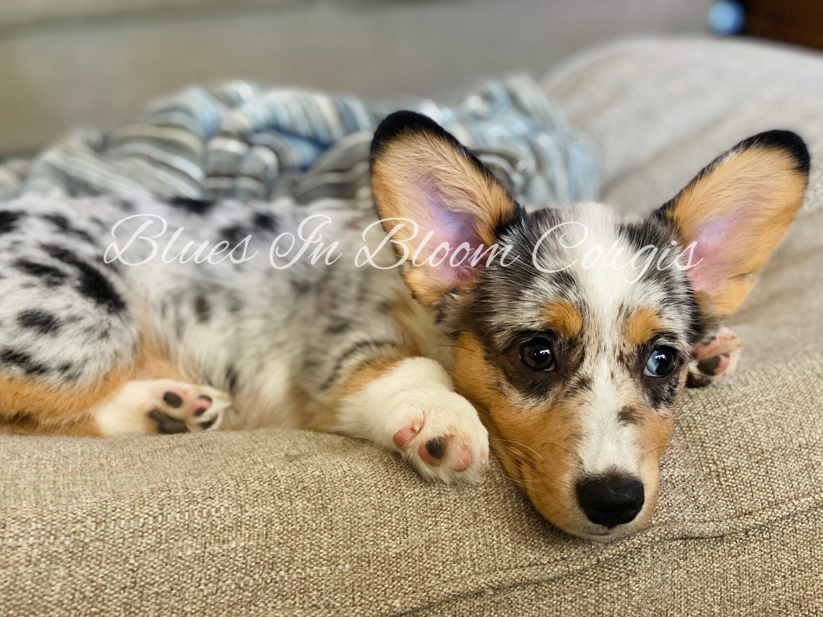 A corgi puppy is laying on a bed with a blanket.