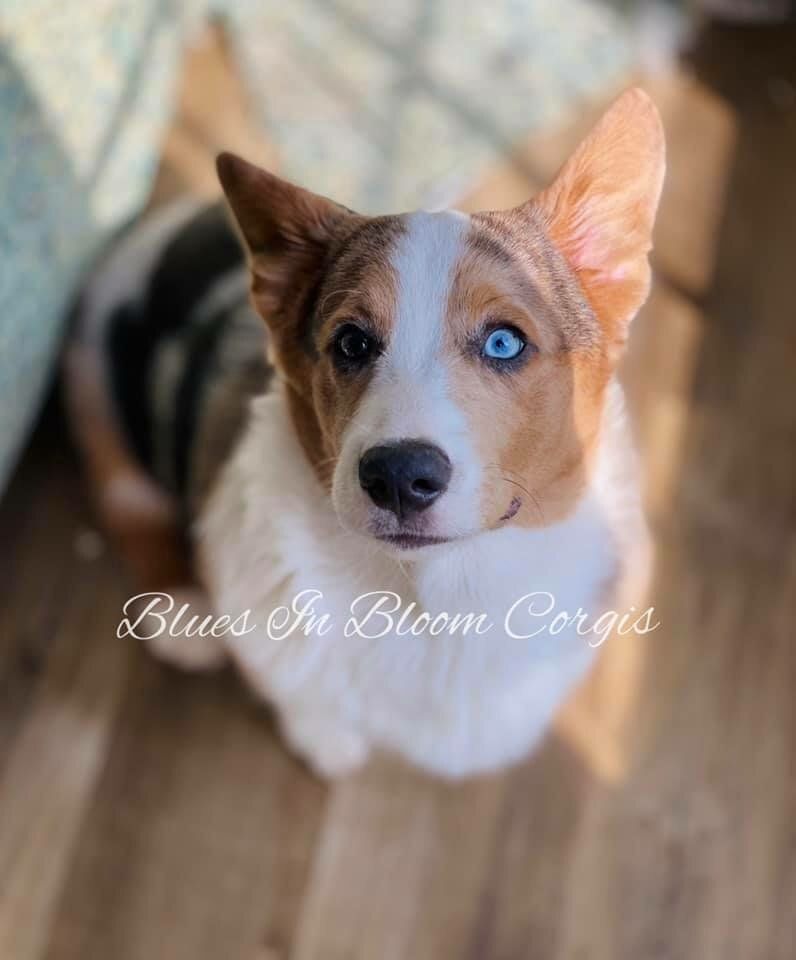 A brown and white dog with blue eyes is sitting on a wooden floor looking up at the camera.