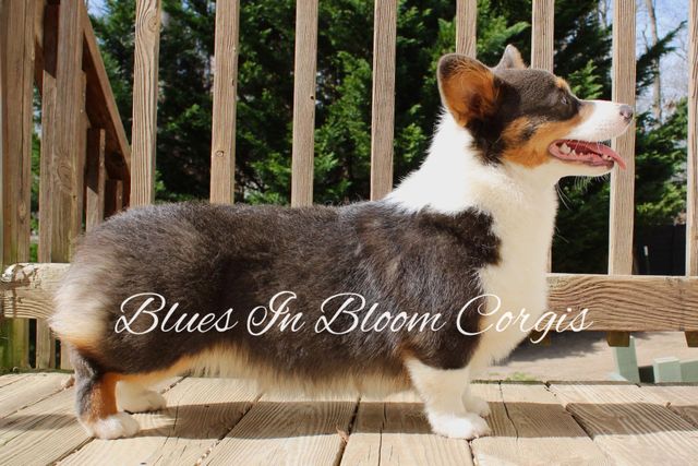 Top bluie corgi Shop