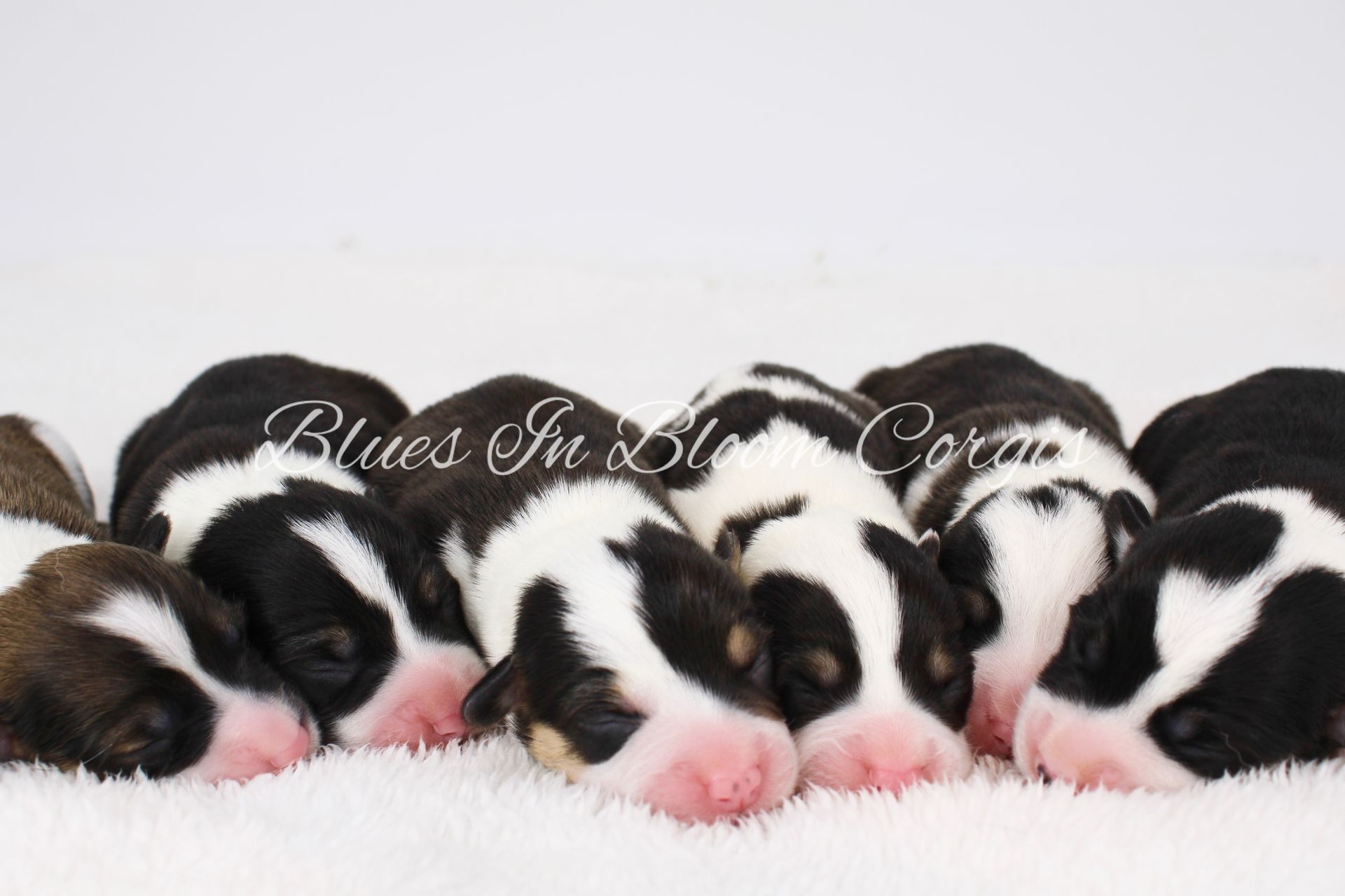 A row of black and white puppies laying on a white blanket
