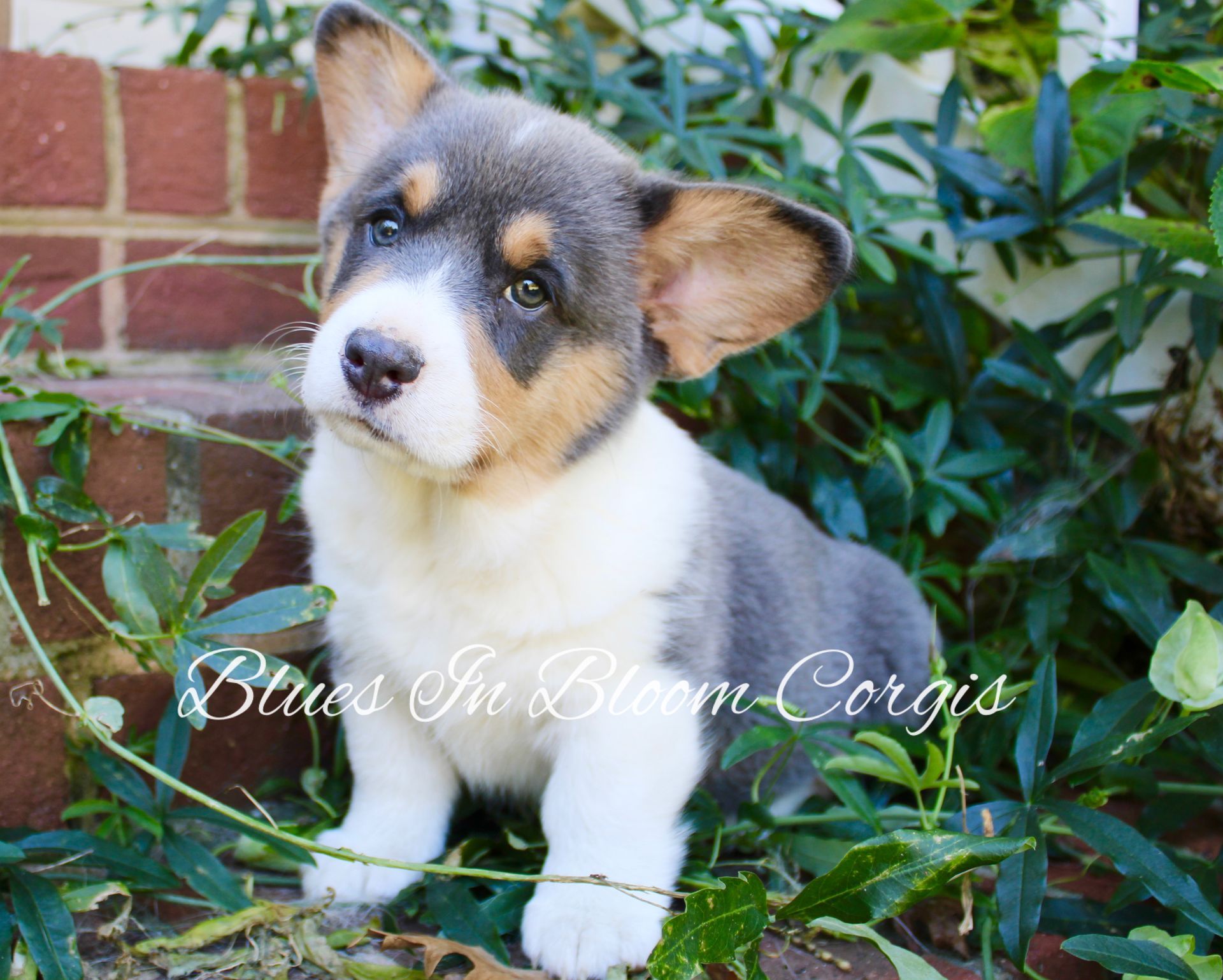 A brown and white puppy is sitting in the grass.