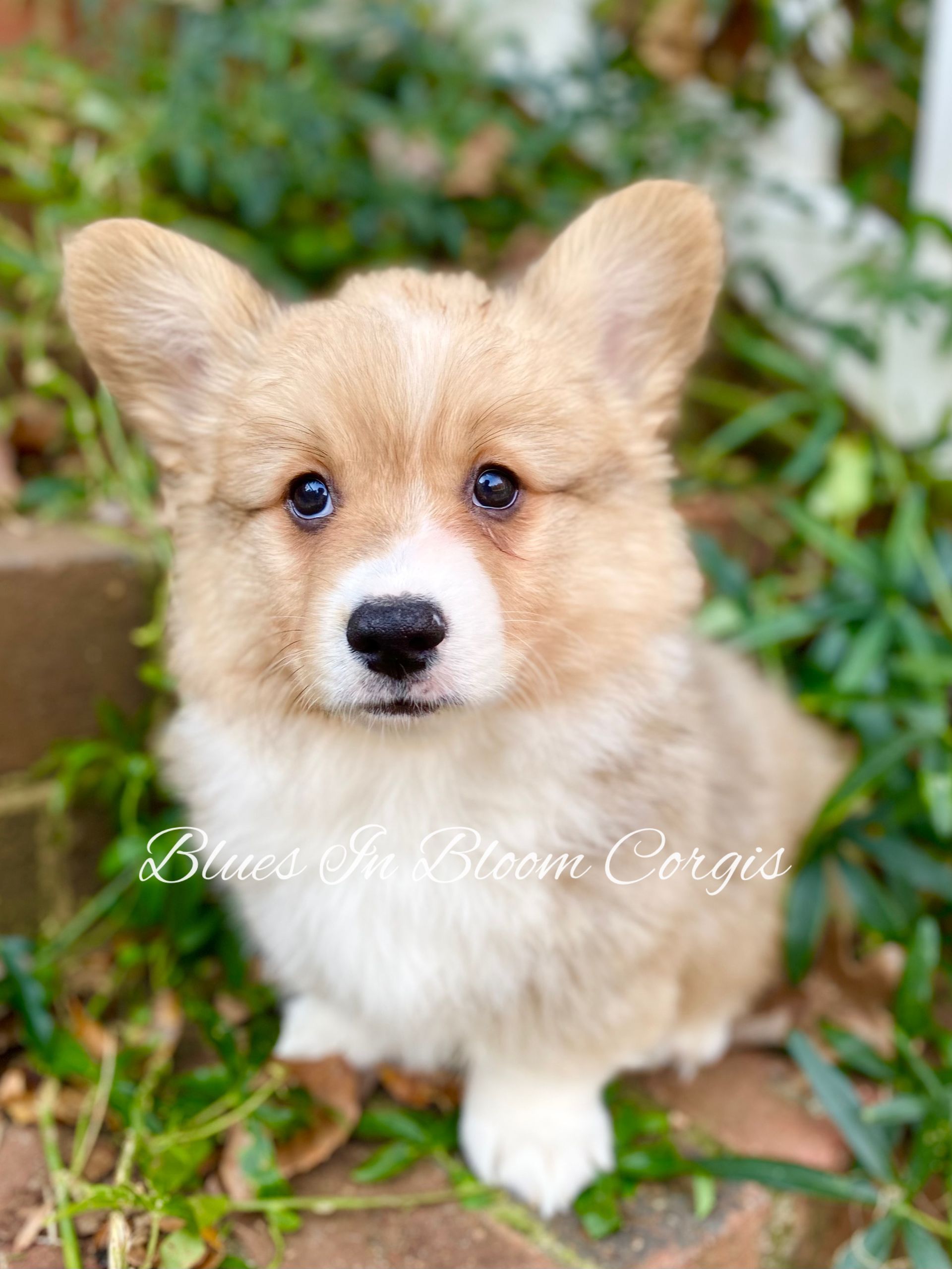 A brown and white corgi puppy is sitting in the grass and looking at the camera.