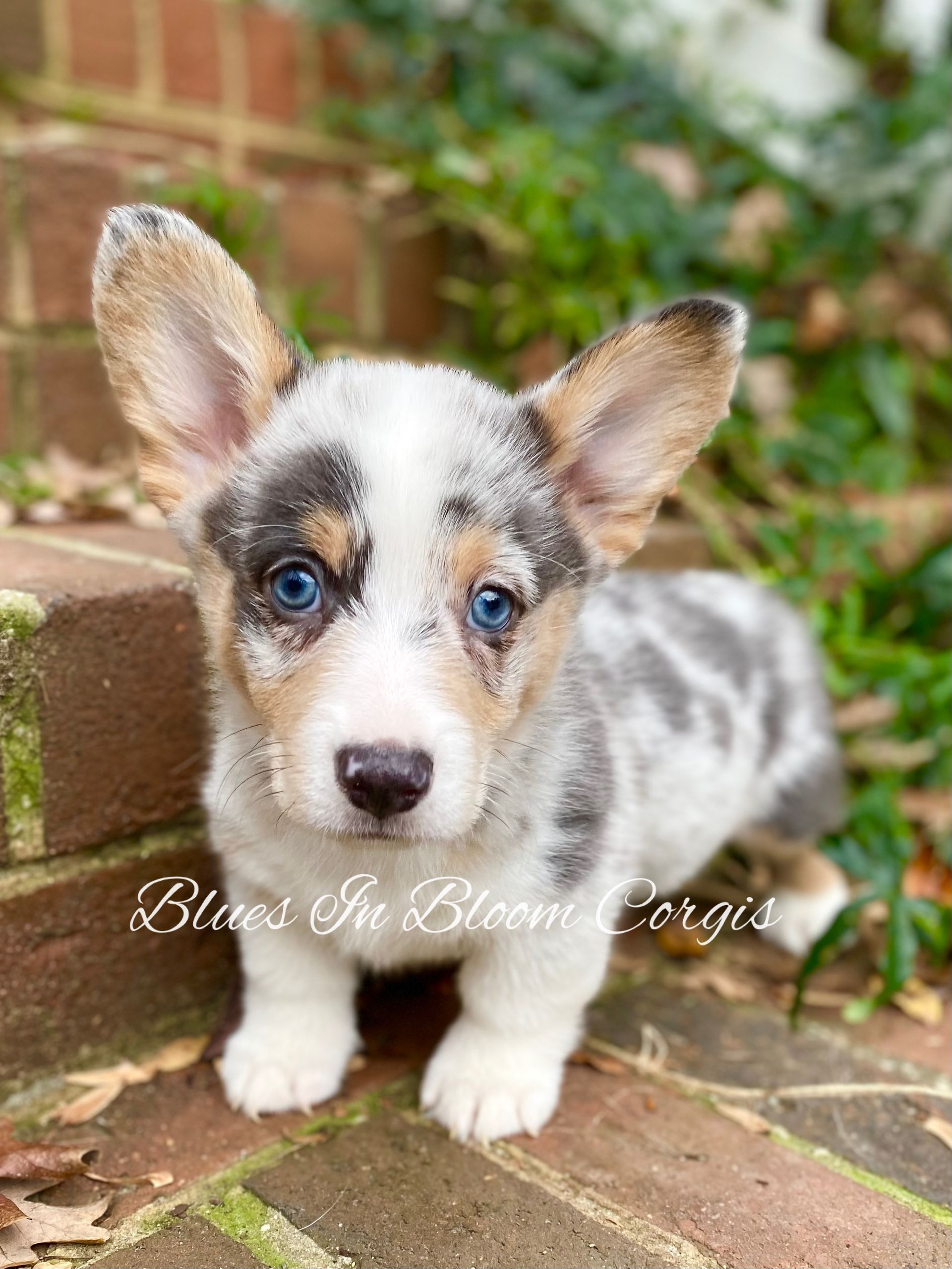 A small puppy with blue eyes is sitting on a brick sidewalk.