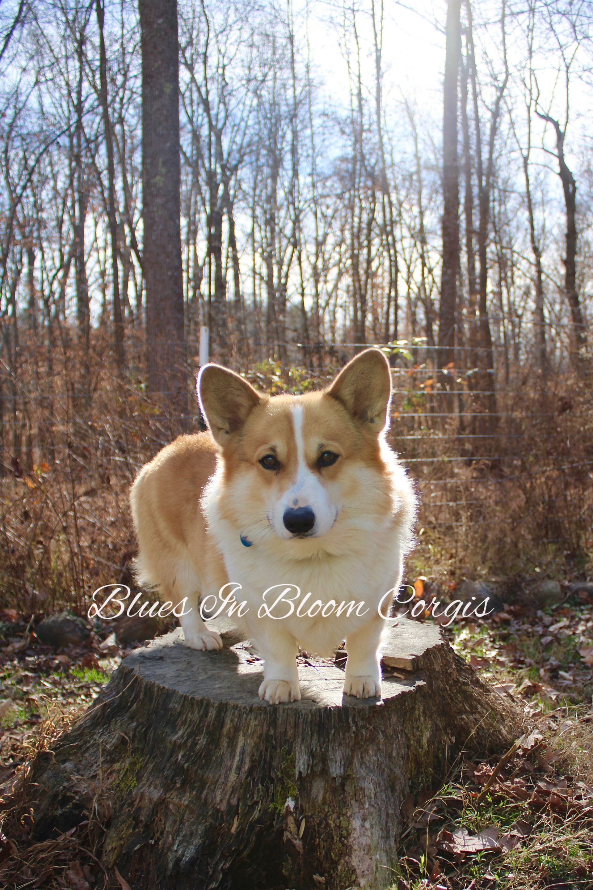 A corgi dog is standing on a tree stump in the woods.