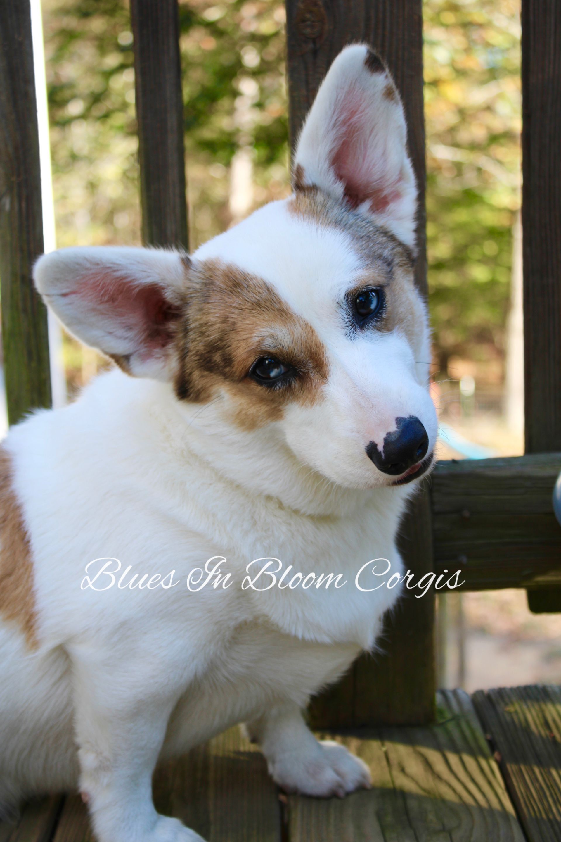A white and brown dog is sitting on a wooden deck.