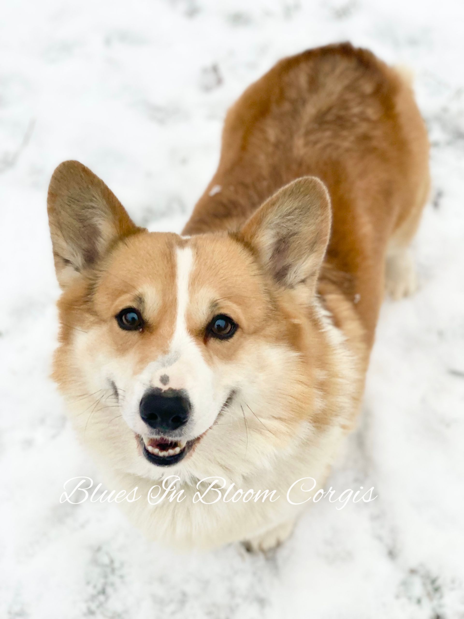 A brown and white dog is standing in the snow and smiling