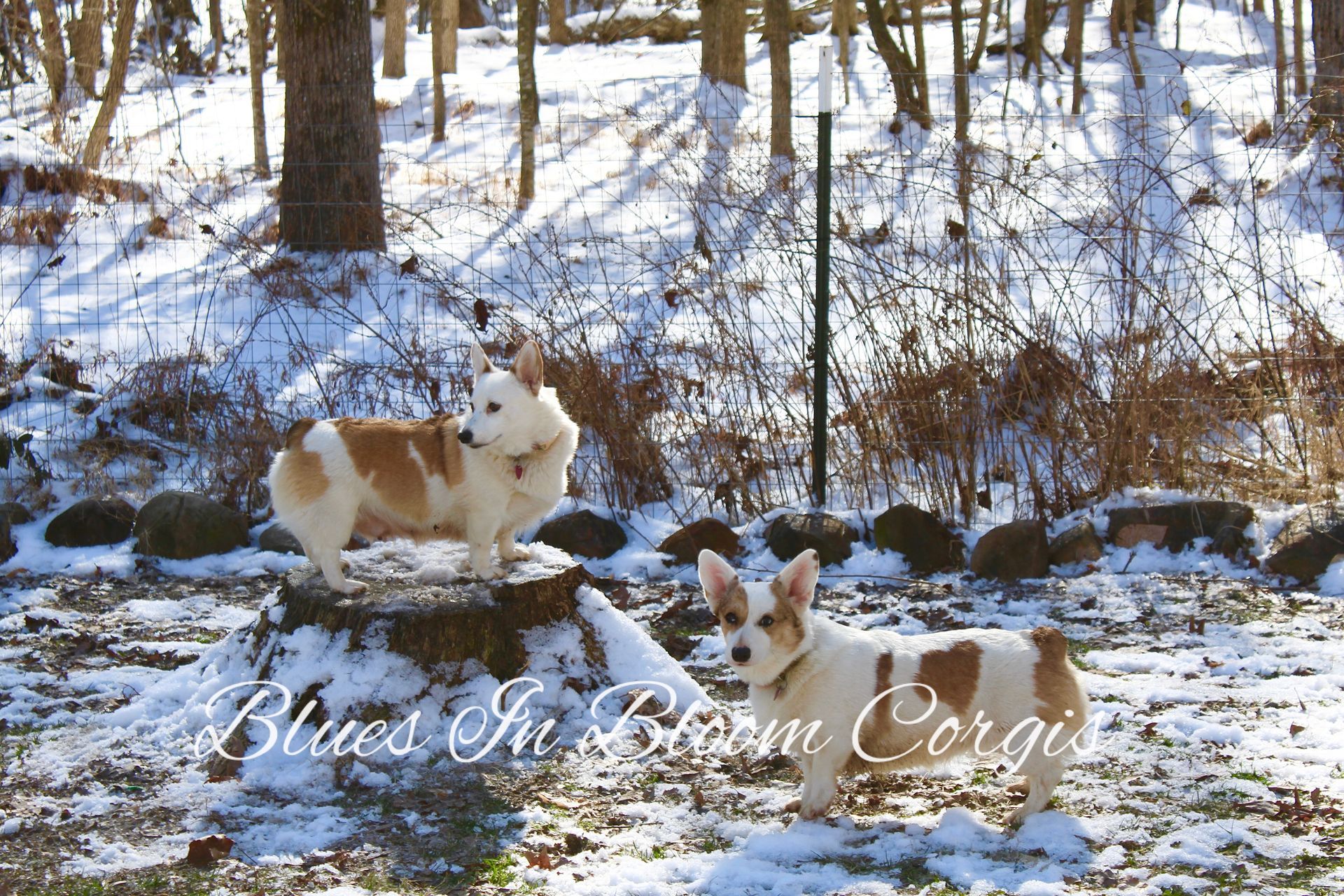 Two brown and white dogs standing in the snow with the words blues in bloom corgis on the bottom