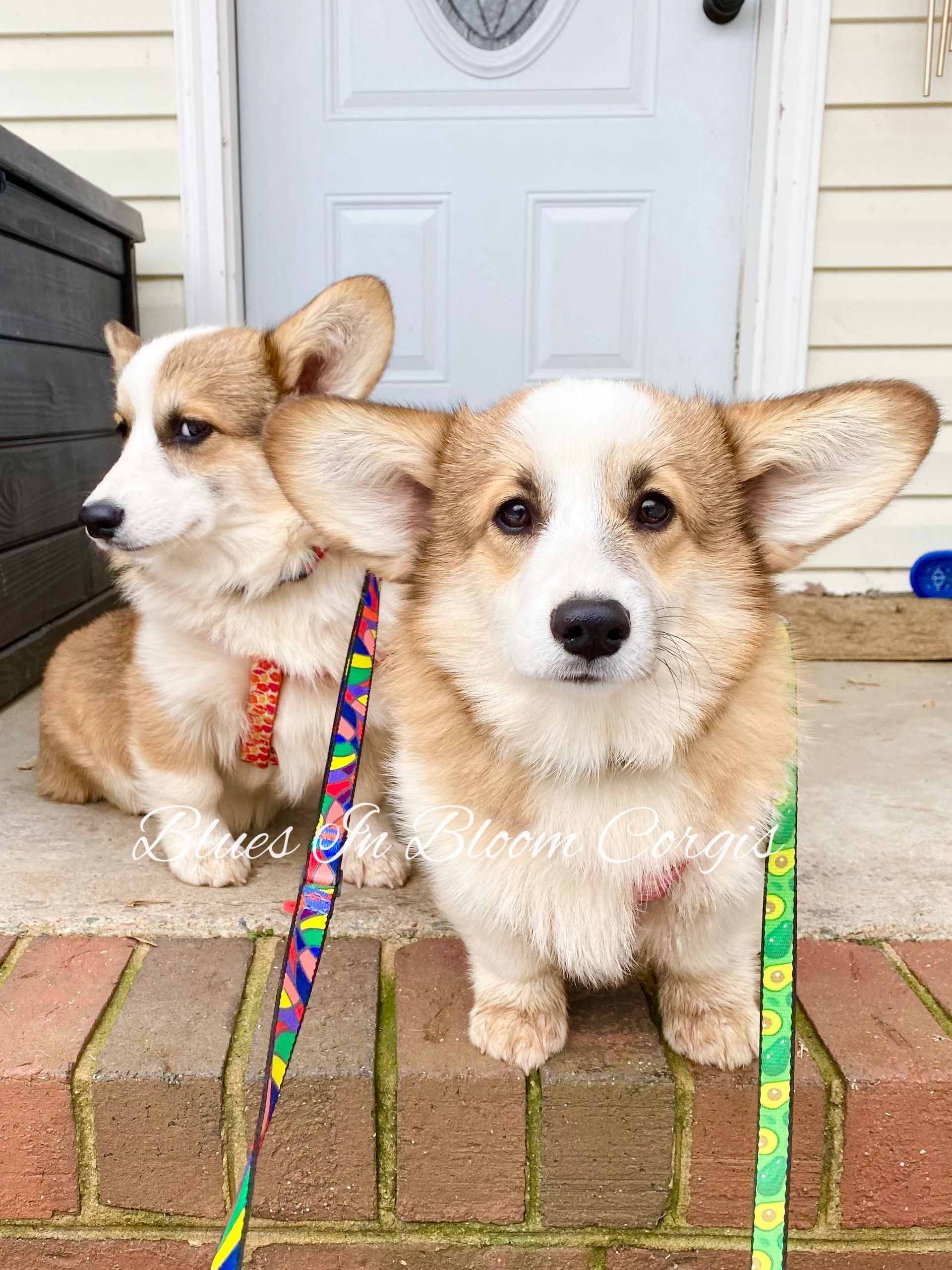 Two corgi puppies are standing next to each other on a brick porch.