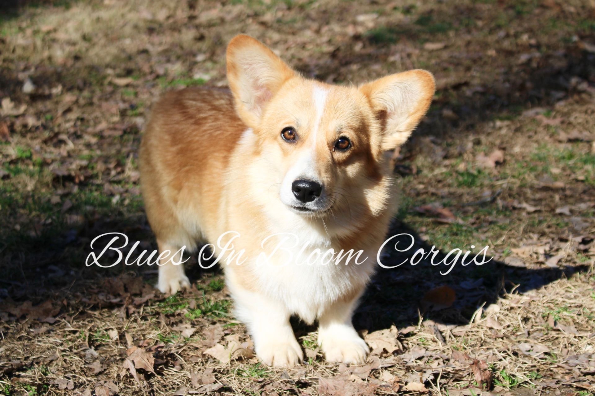 A brown and white corgi dog is standing in the grass looking at the camera.
