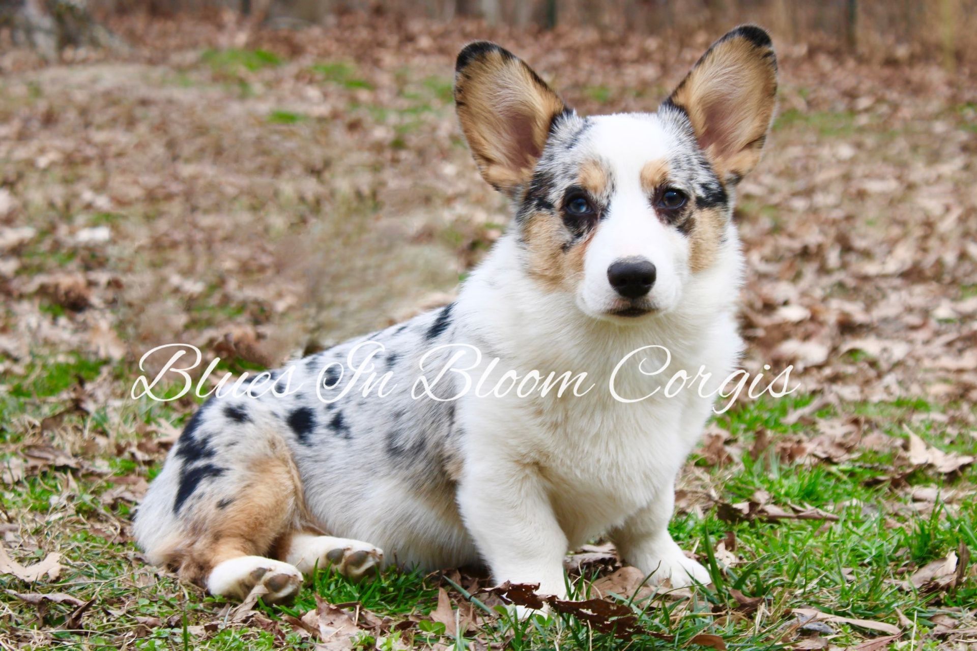 A black and white dog is sitting in the grass.