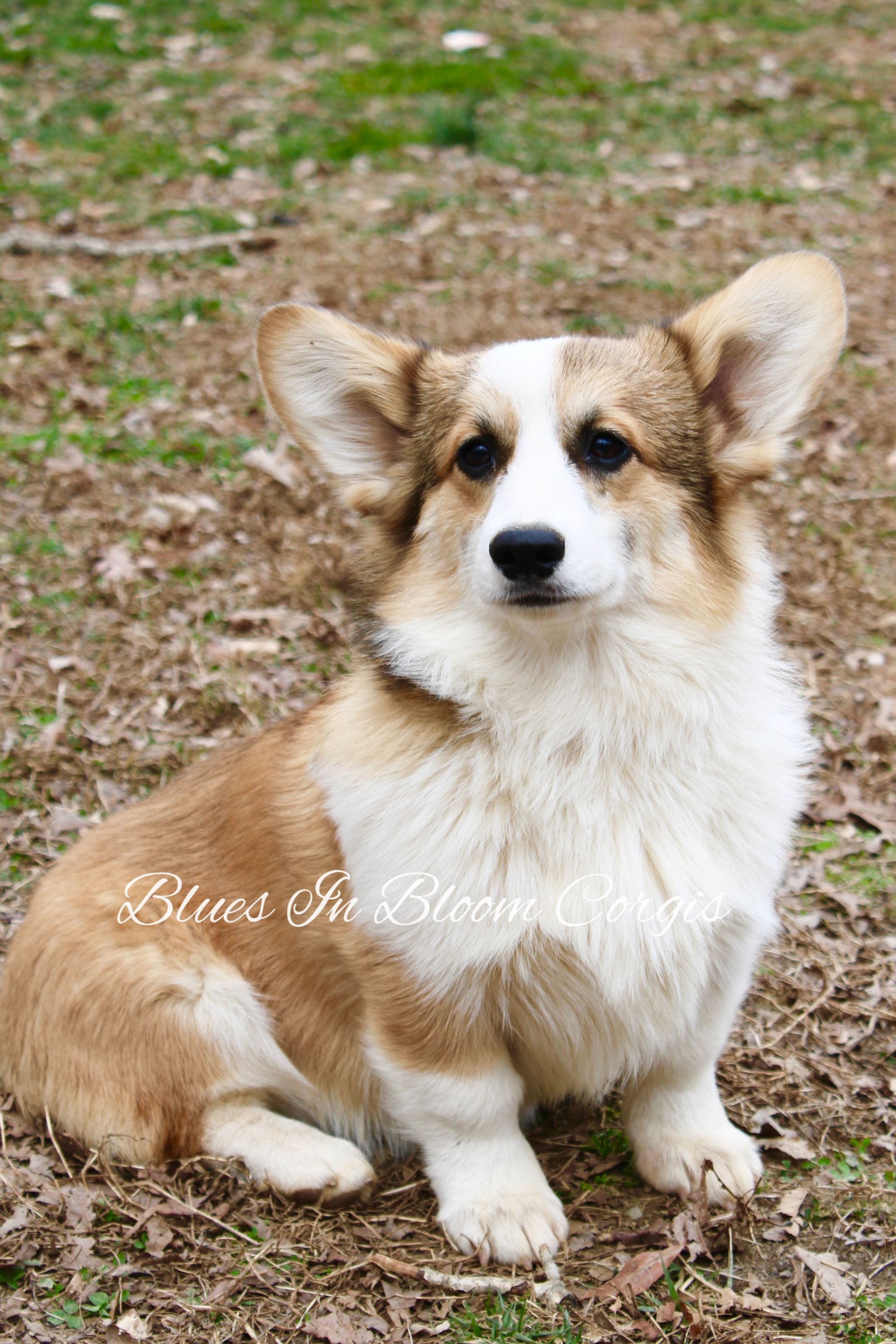 A brown and white corgi puppy is sitting in the grass.