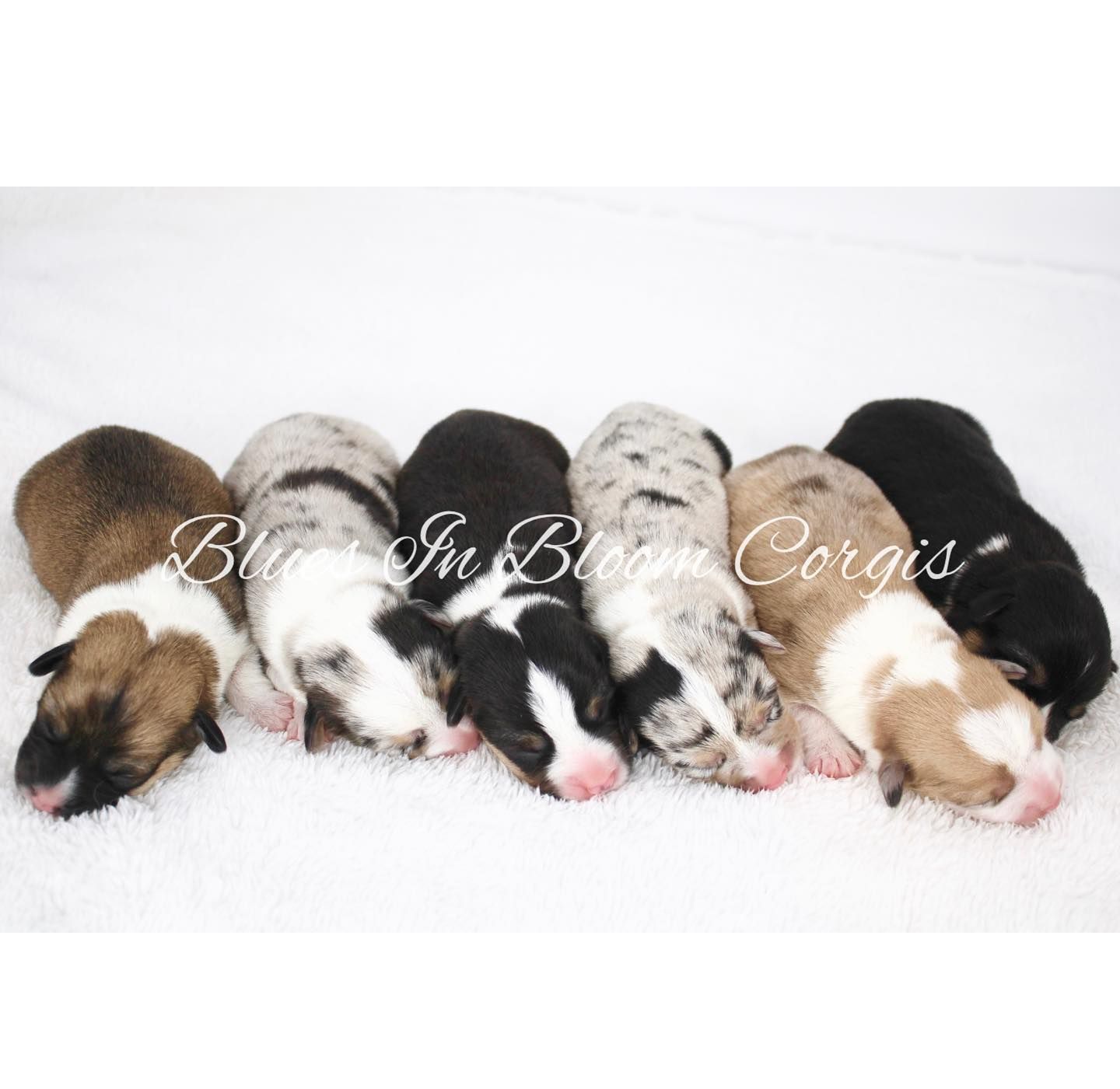 A group of puppies laying in a row with the words 