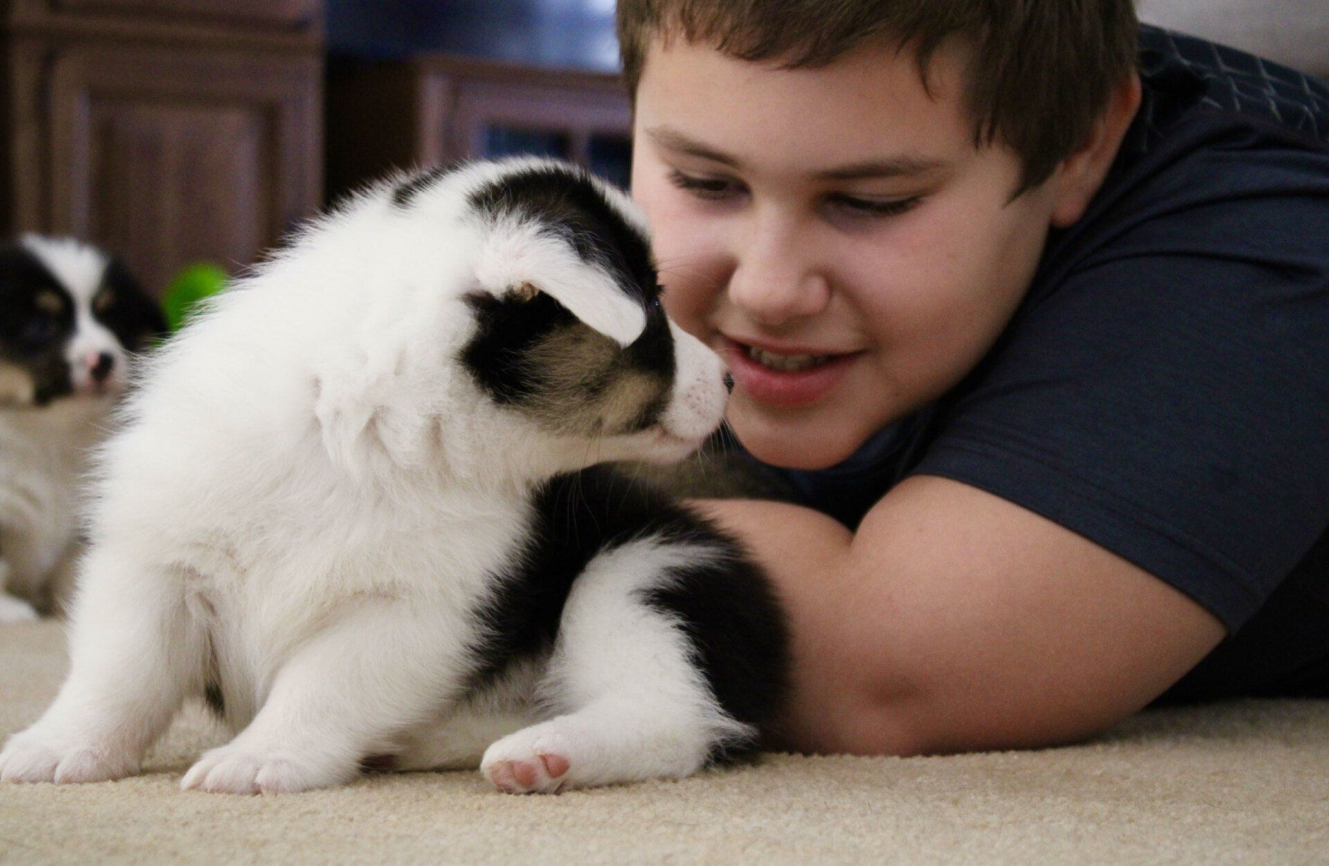 A boy is playing with a black and white puppy