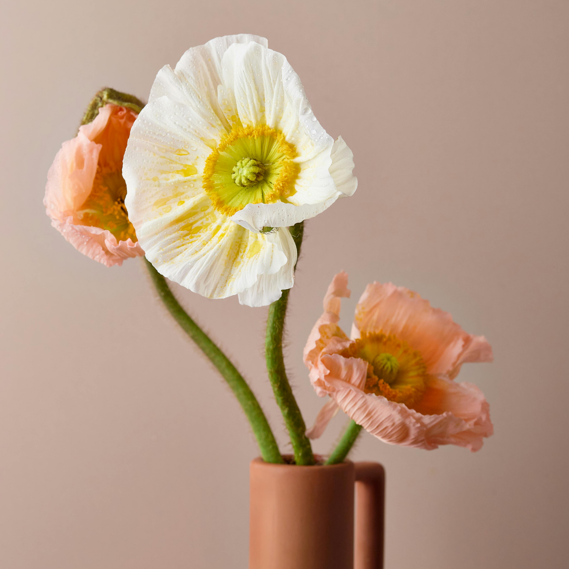 Iceland poppies in a vase at Studio 29, favourite flower of interior designer Hyaesil Gilligan