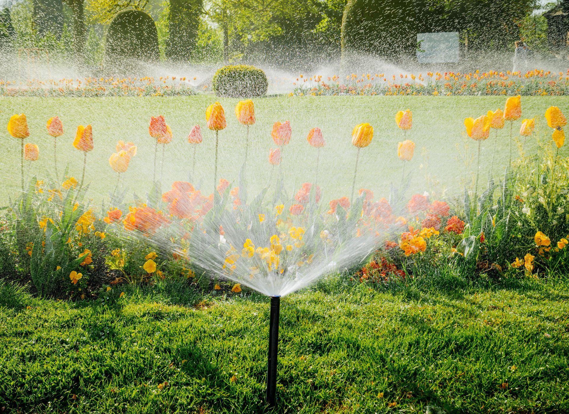 Local Sprinkler Blowouts