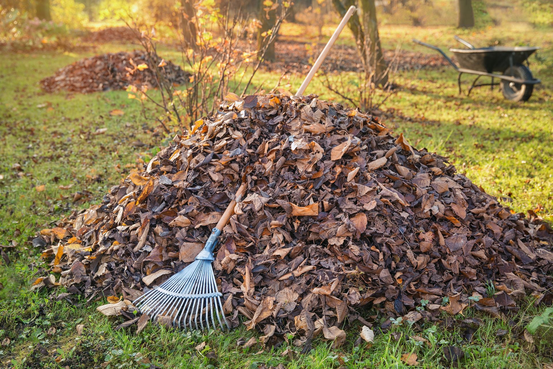 Residential Fall Yard Cleanup
